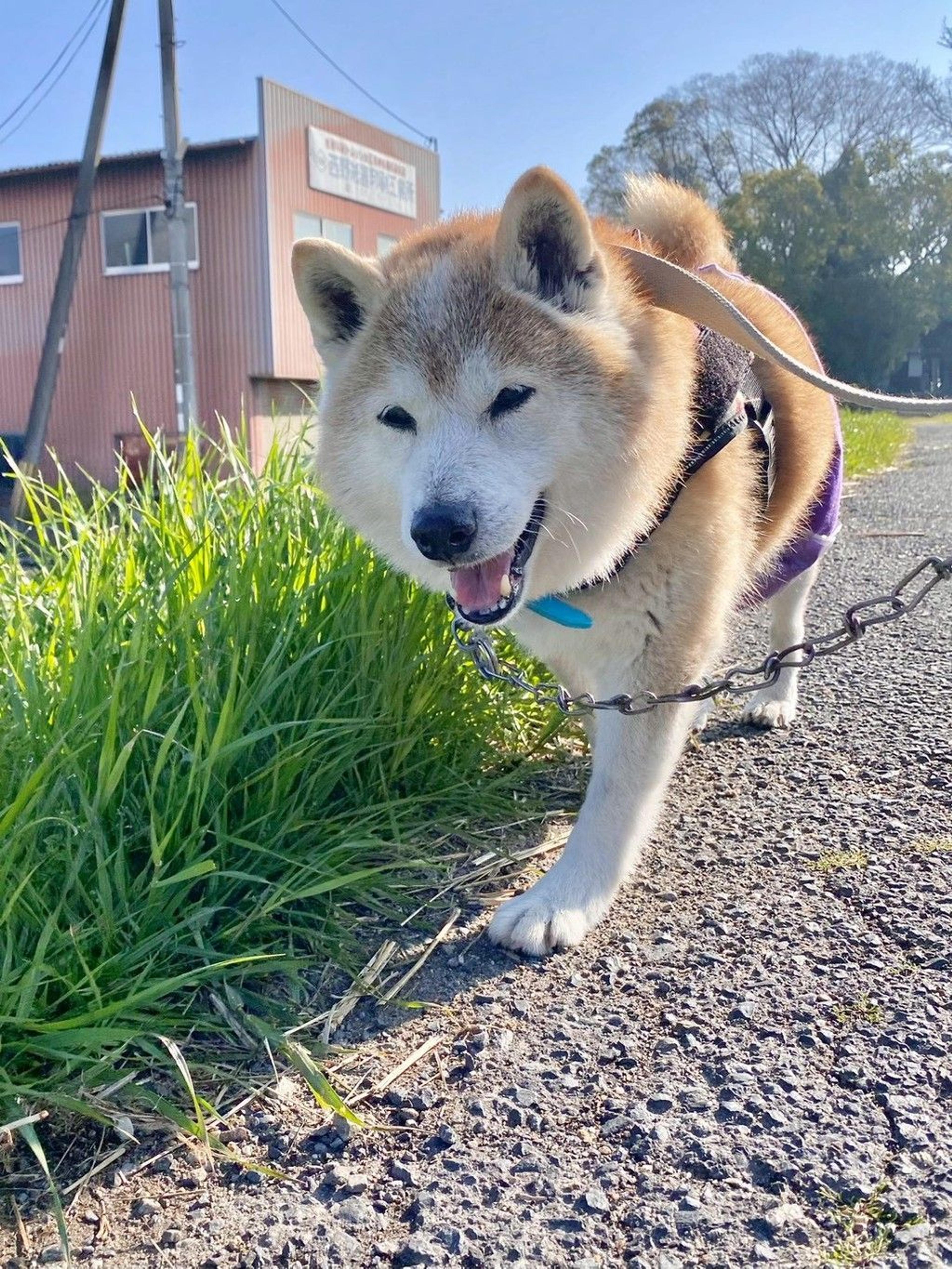 pet-image-4
