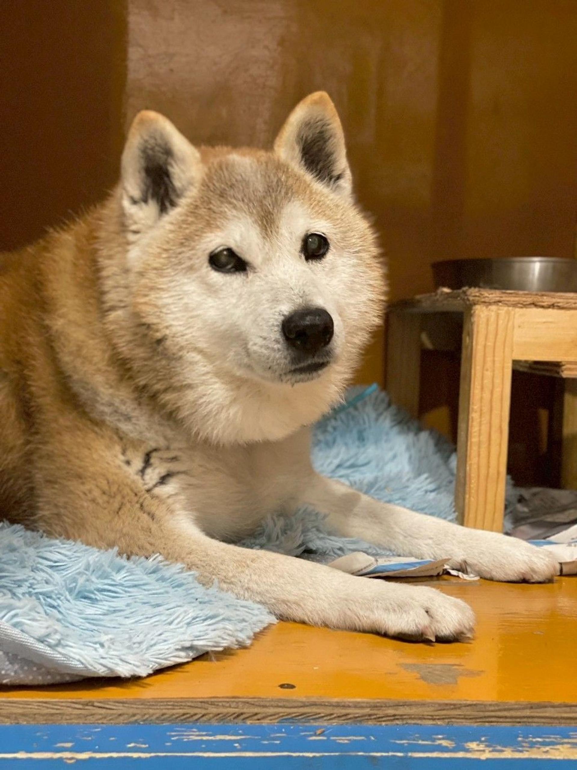 pet-image-7