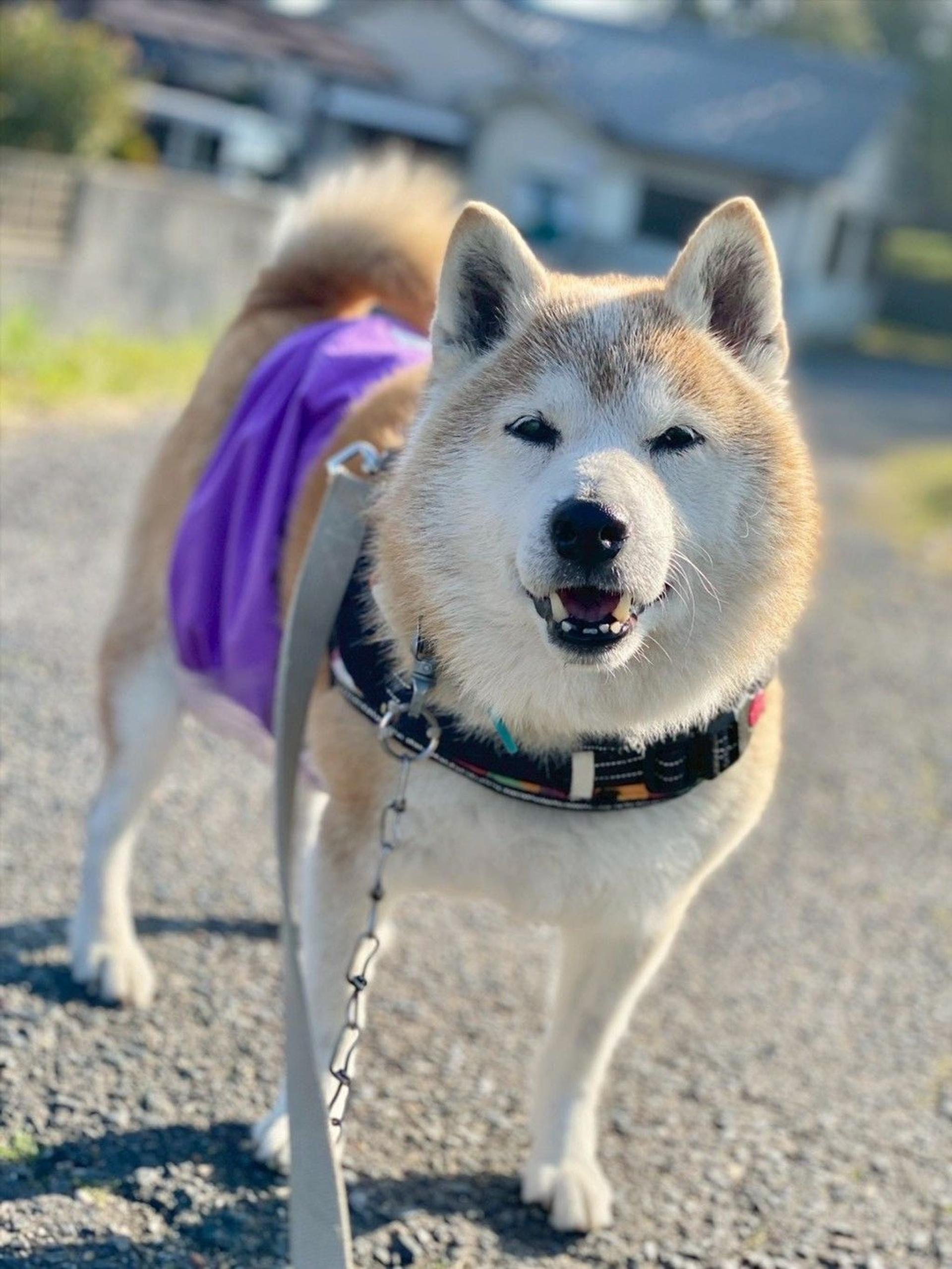 pet-image-8