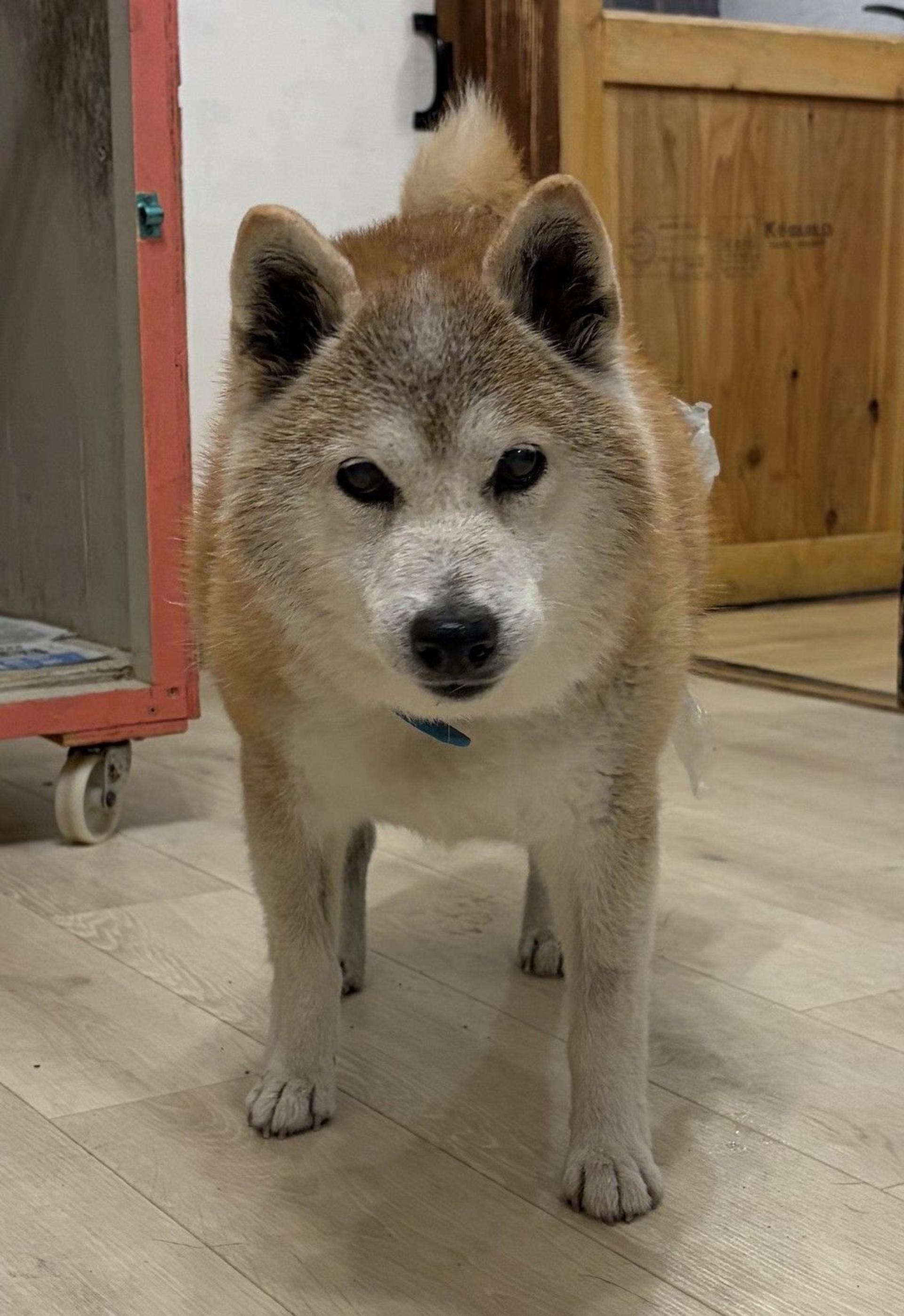 pet-image-9
