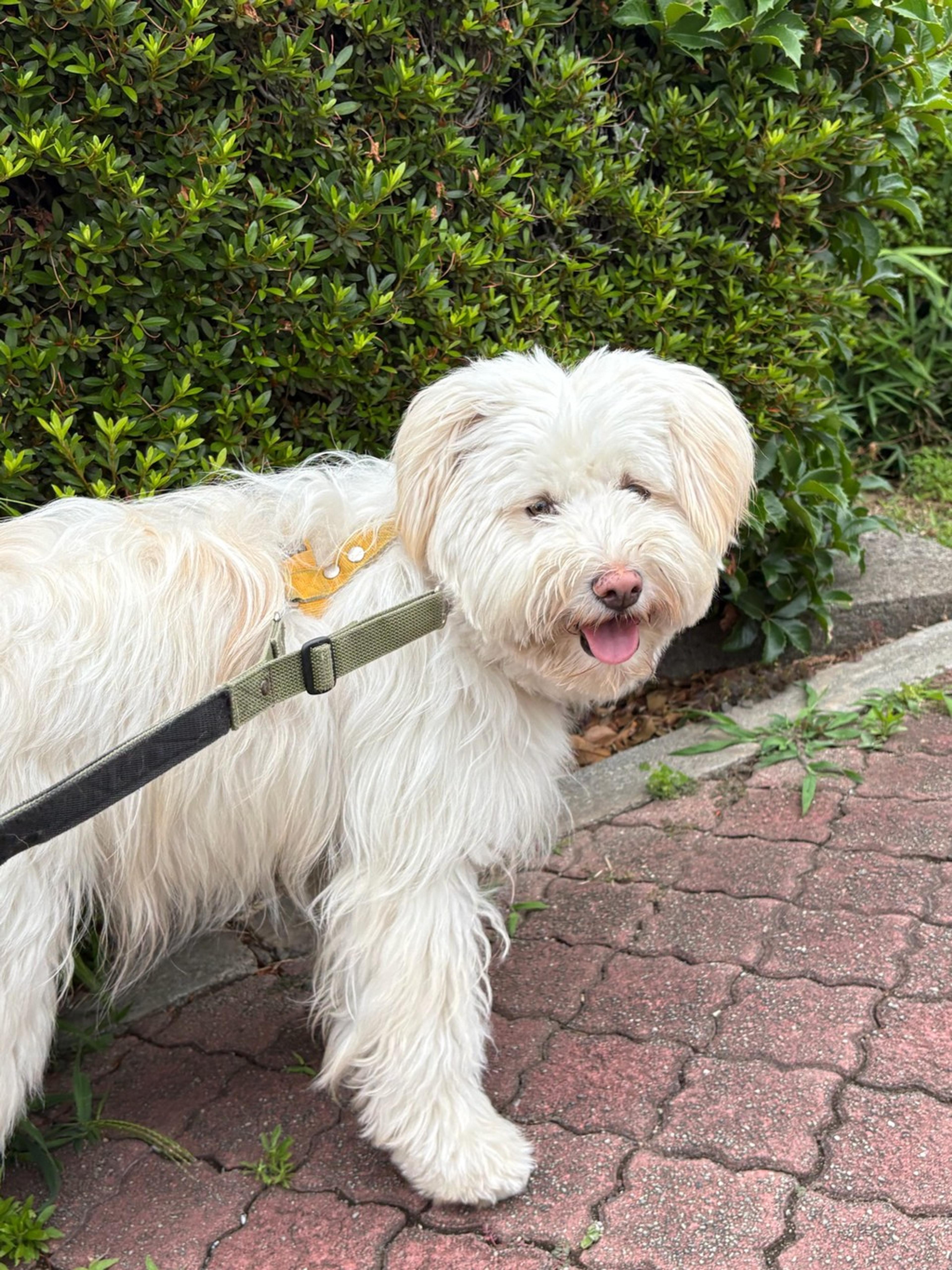 pet-image-3