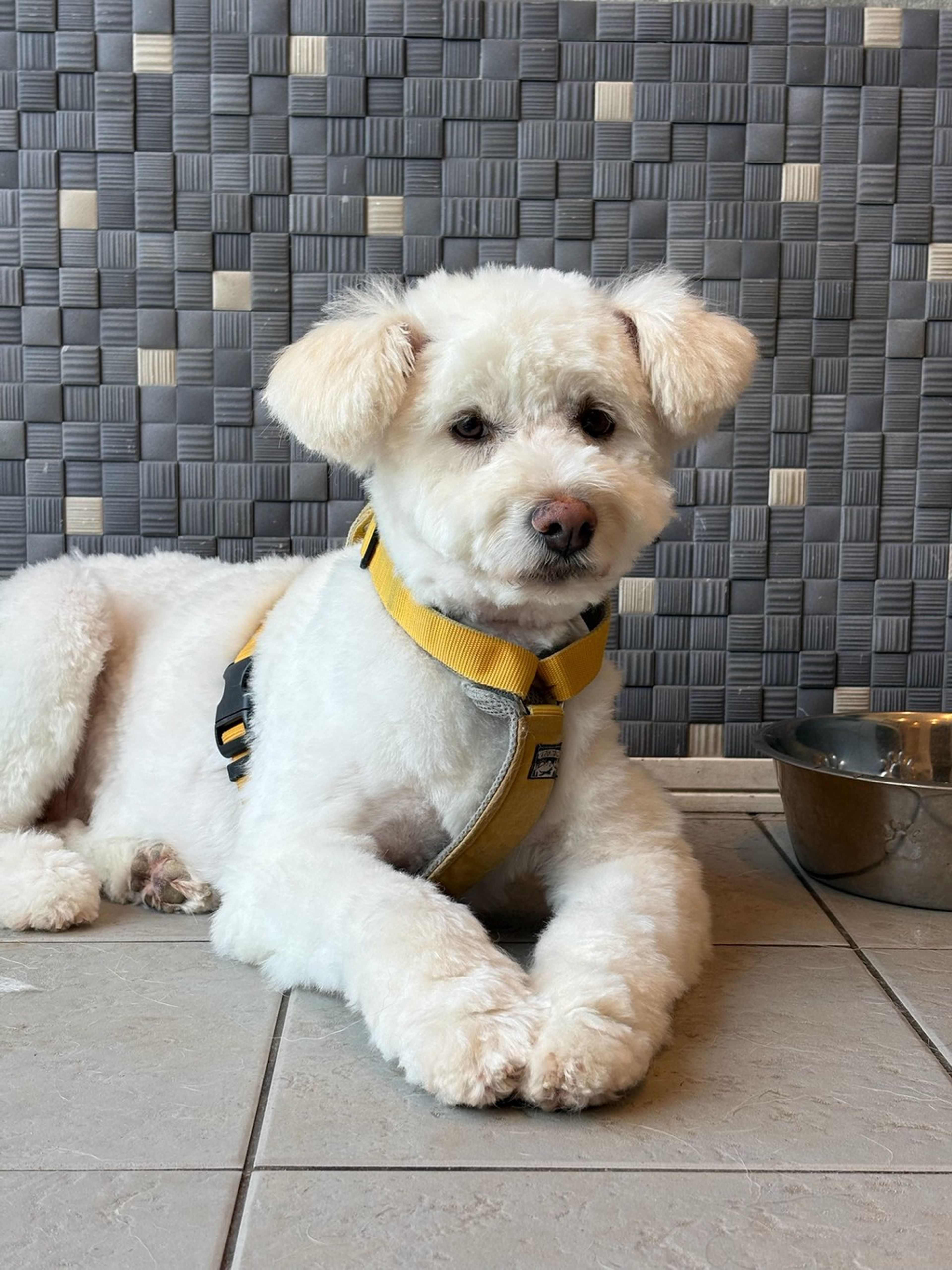 雑種（ミックス犬）・メスの里親募集の写真