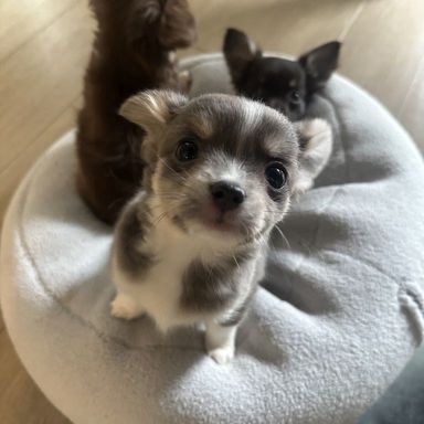 チワワ・オスの里親募集の写真