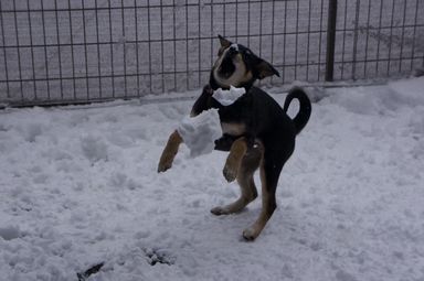 雑種（ミックス犬）・メスの里親募集の写真
