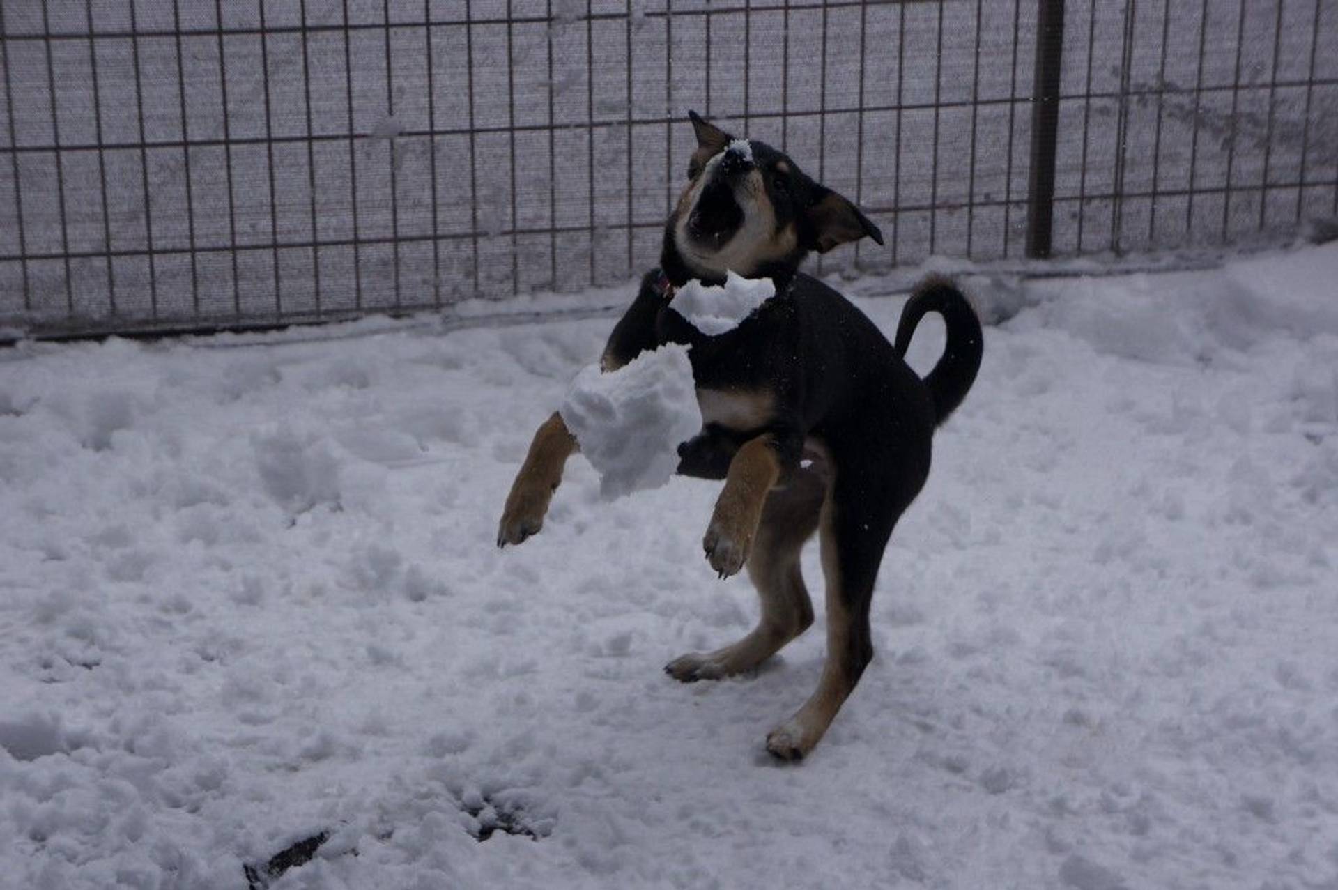 雑種（ミックス犬）・メスの里親募集の写真