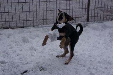 雑種（ミックス犬）・メスの里親募集の写真