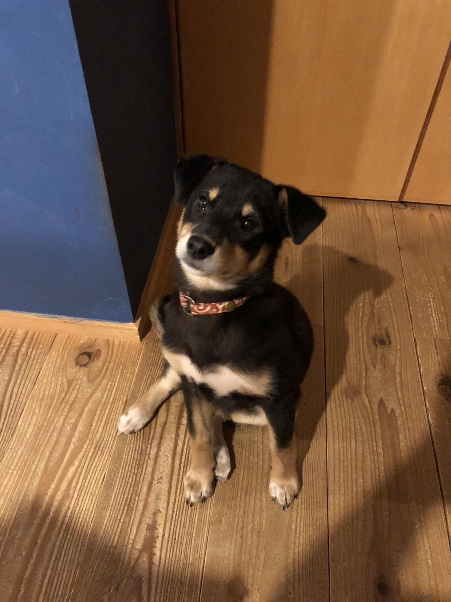 pet-image-2