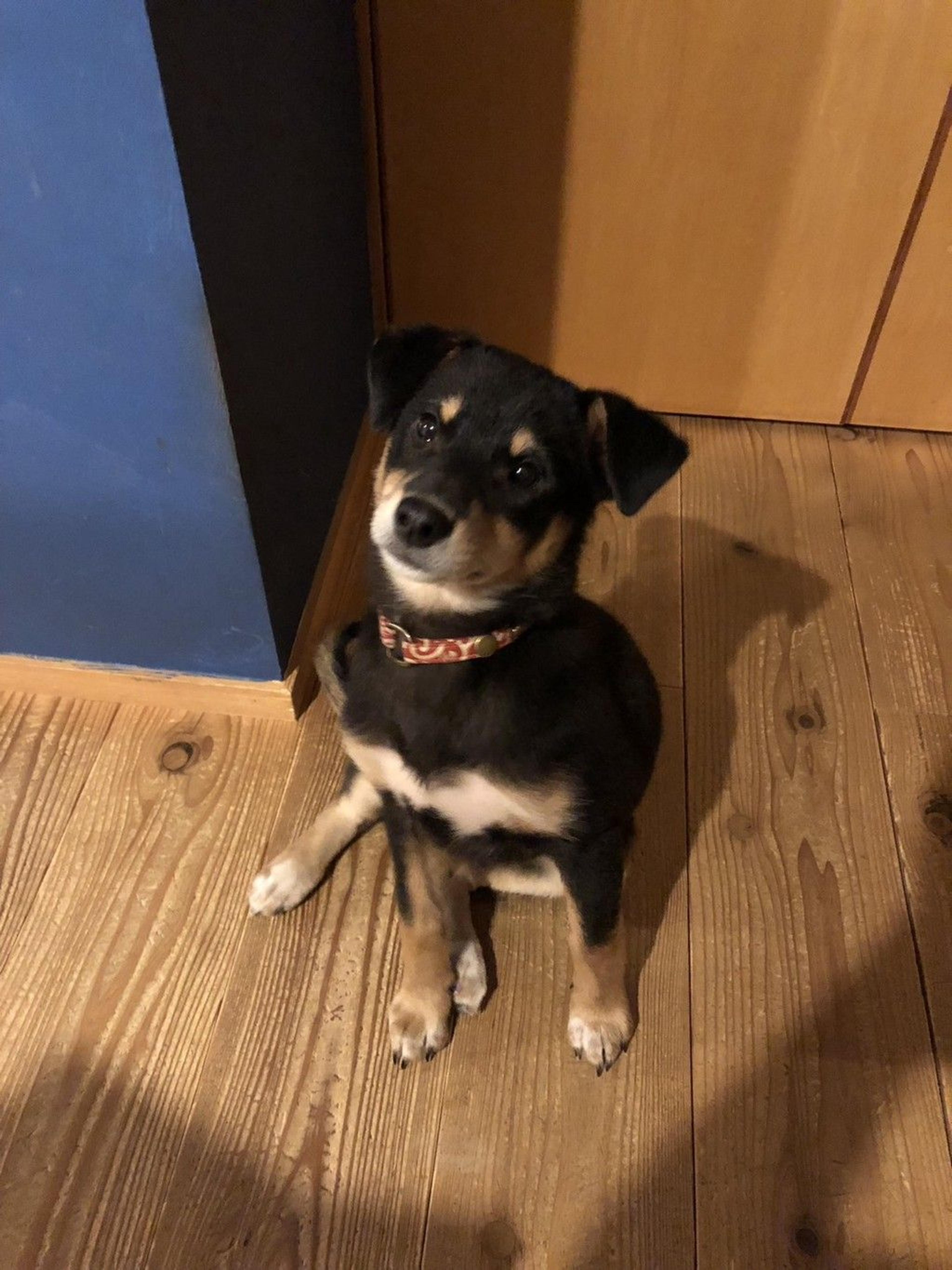 pet-image-2