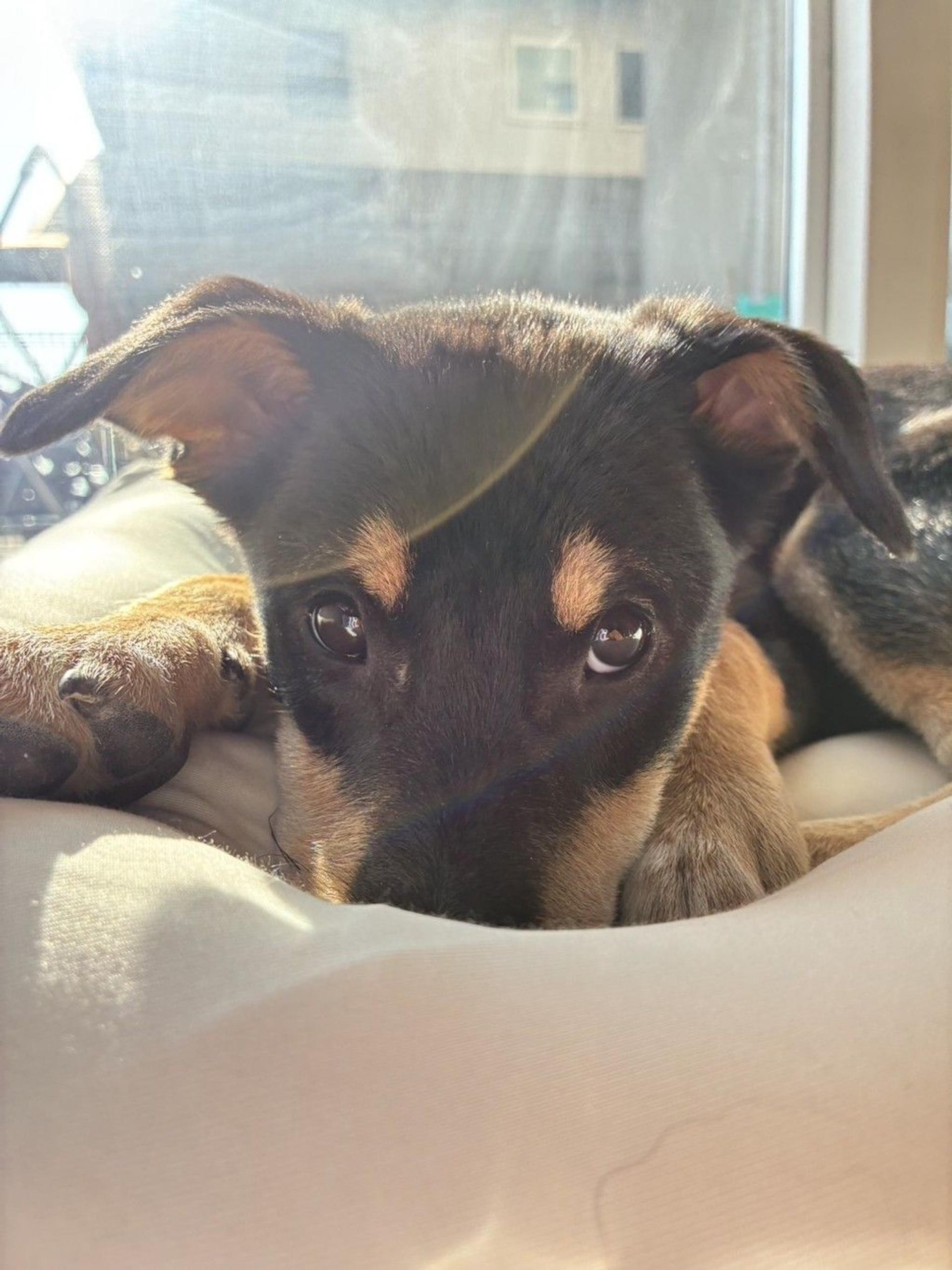 pet-image-3