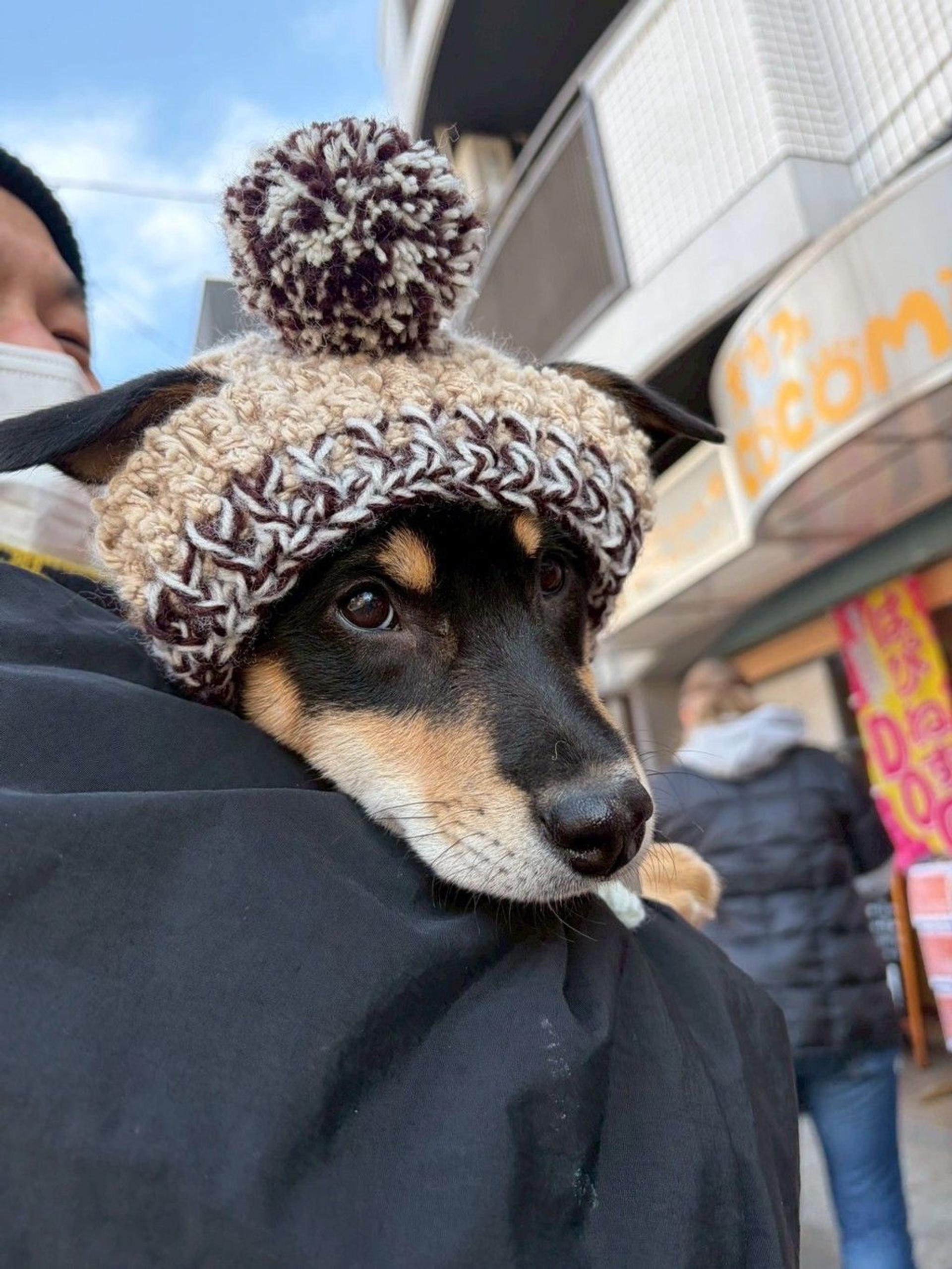 pet-image-6