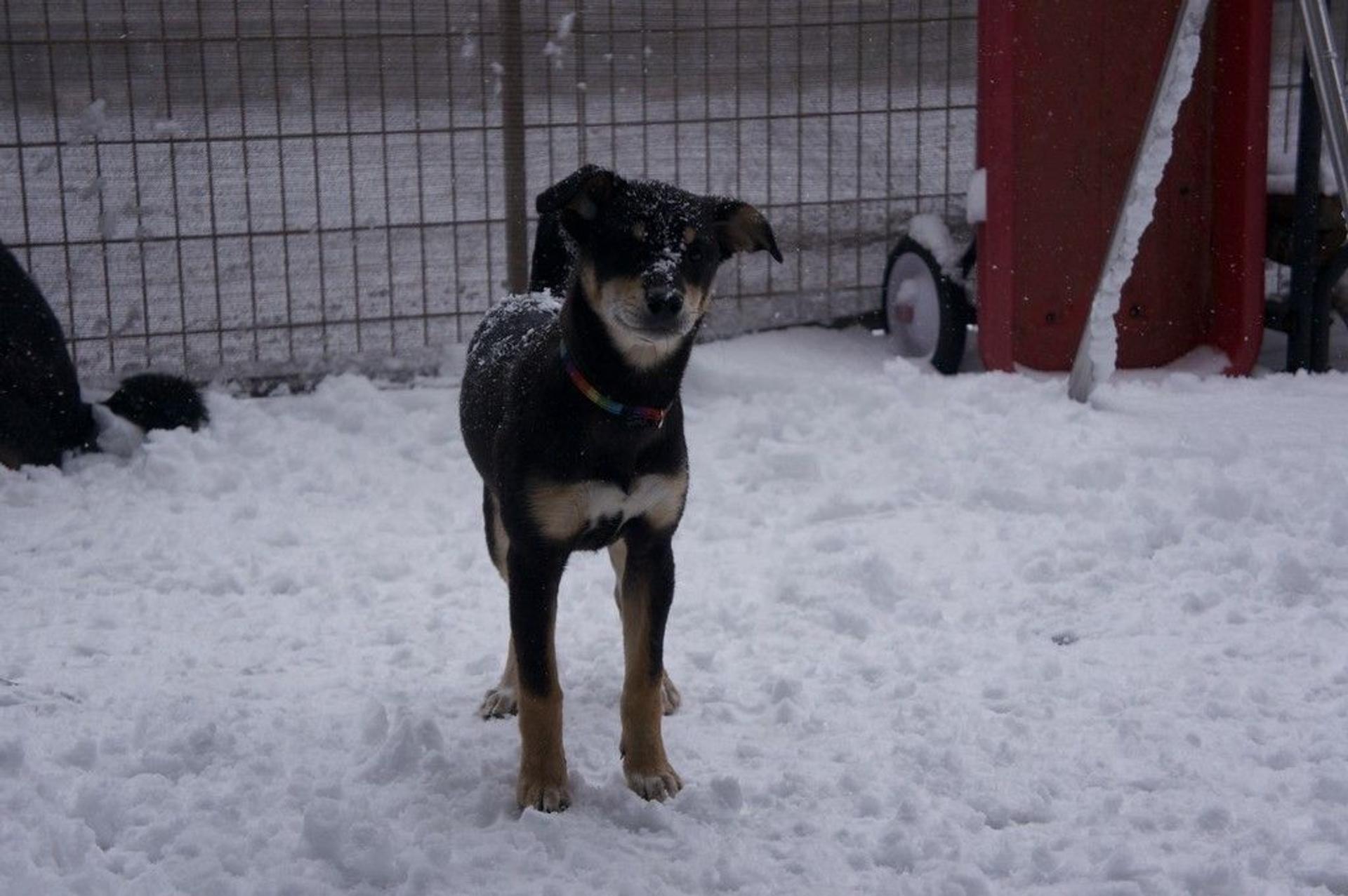 pet-image-7