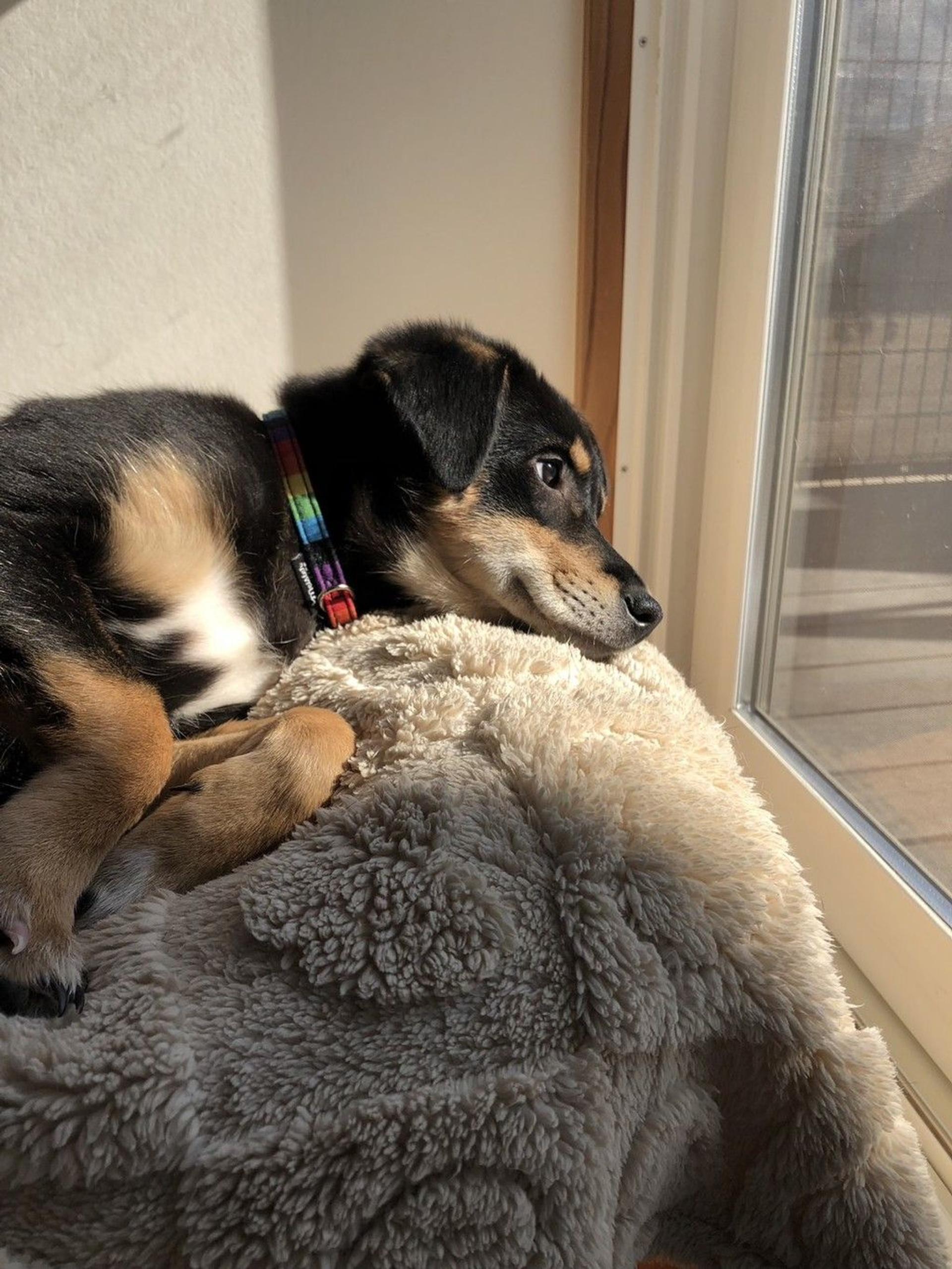pet-image-8