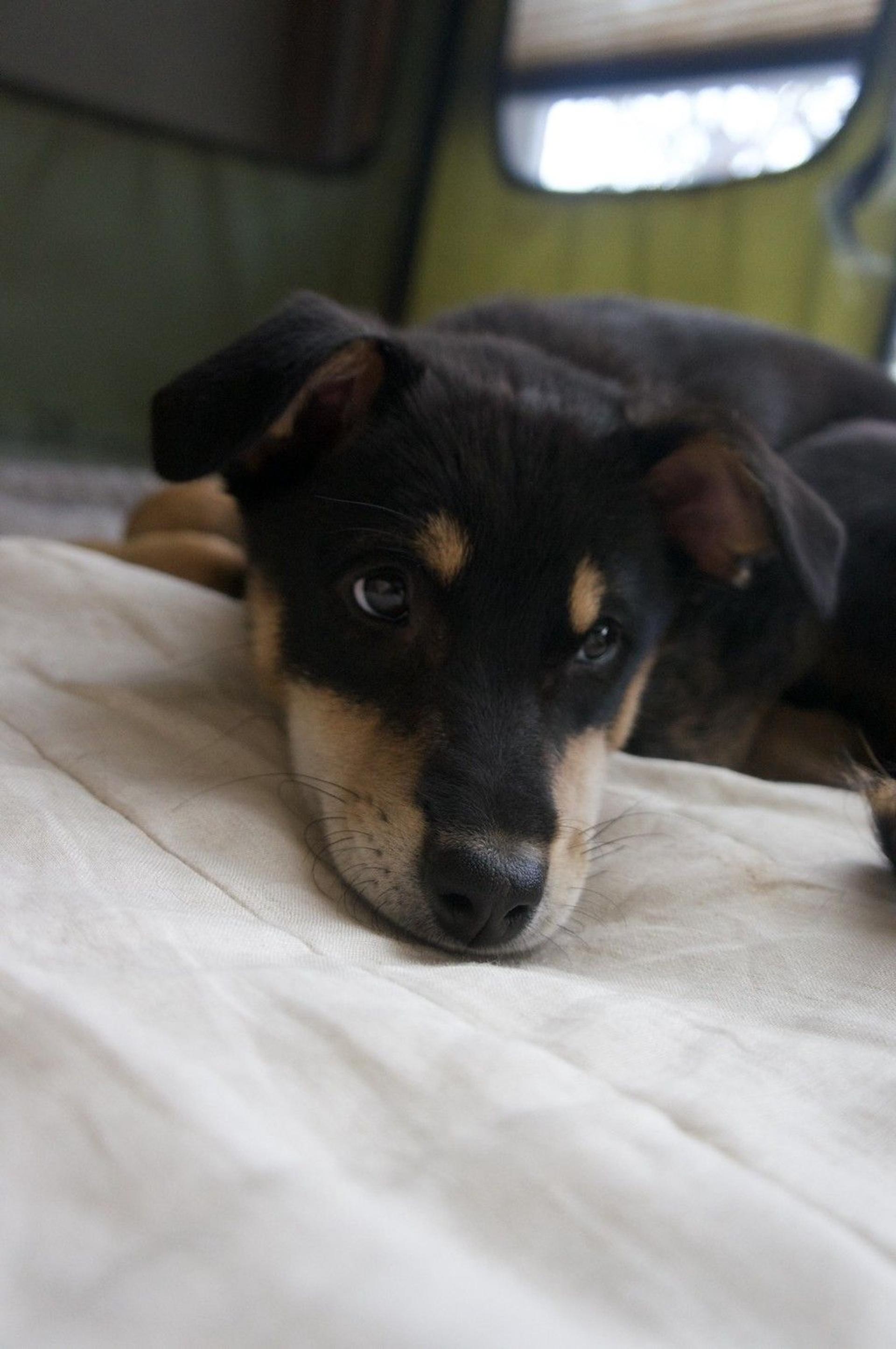 pet-image-9