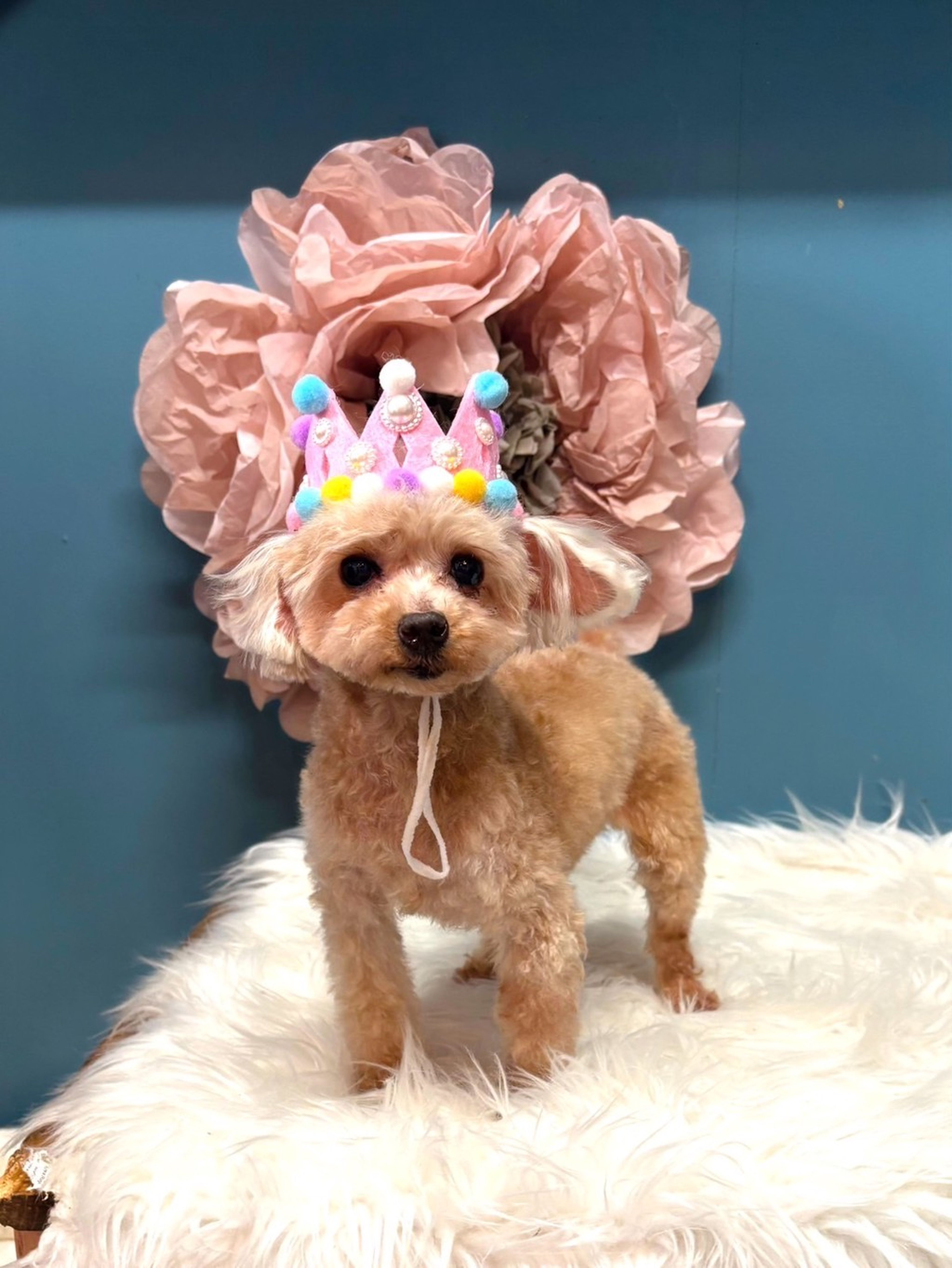 トイプードル・メスの里親募集の写真