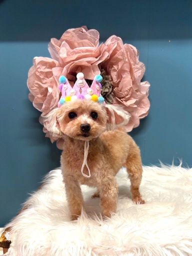 トイプードル・メスの里親募集の写真