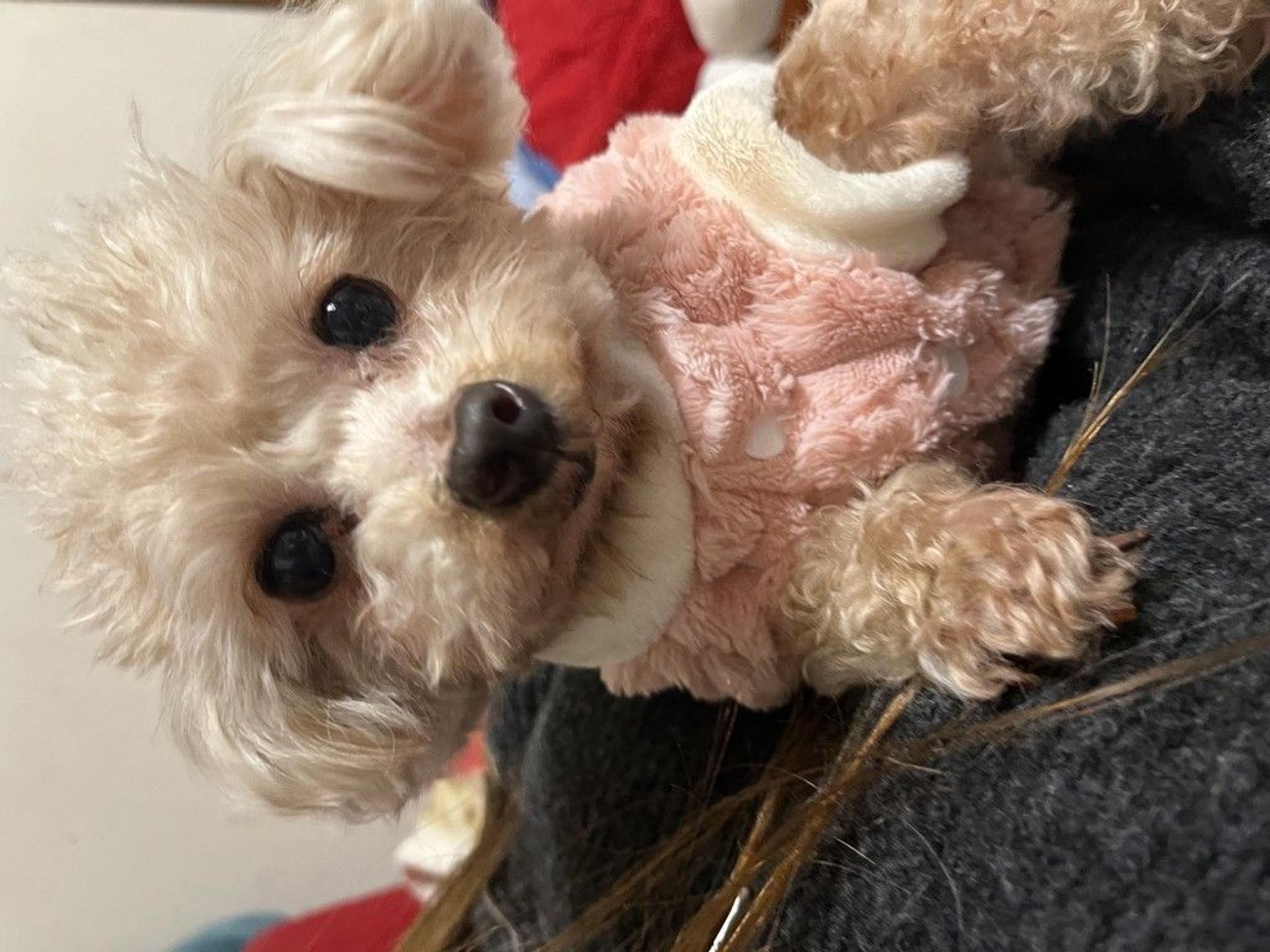 pet-image-3