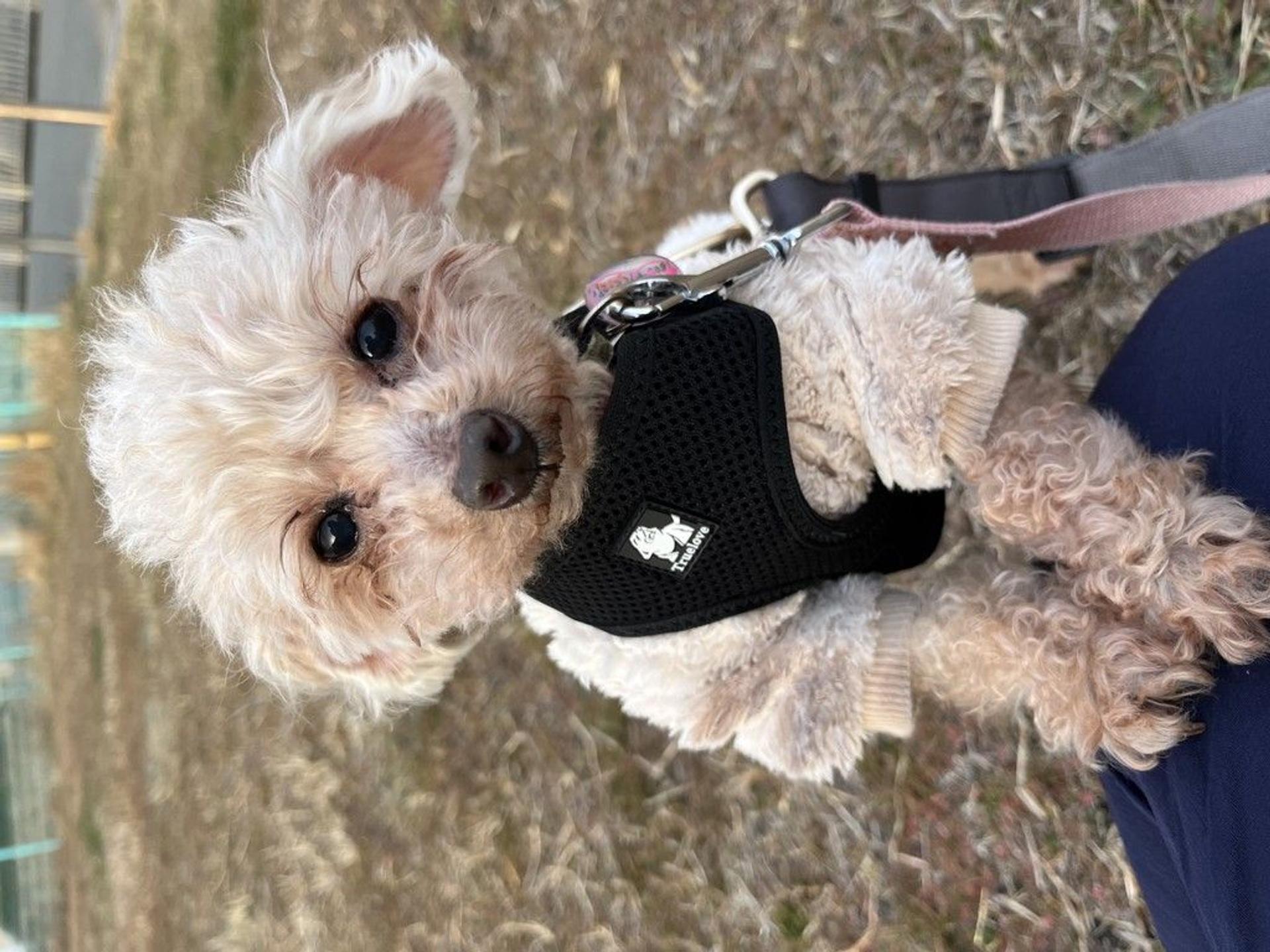 pet-image-4