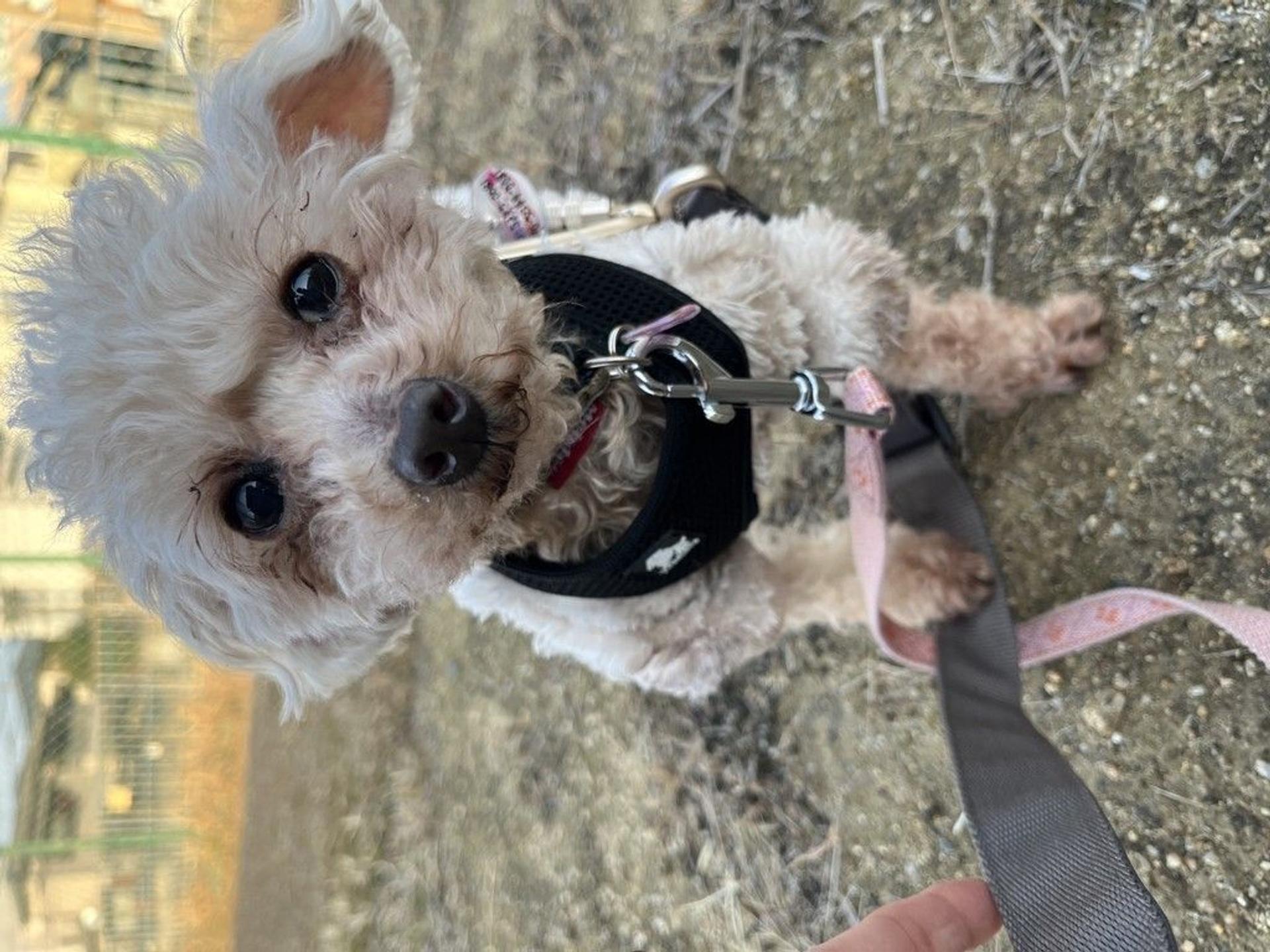 pet-image-5
