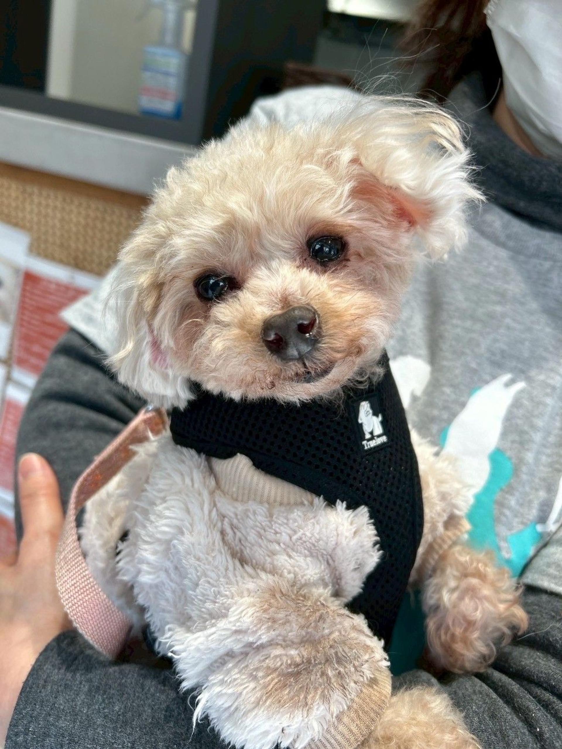 pet-image-7