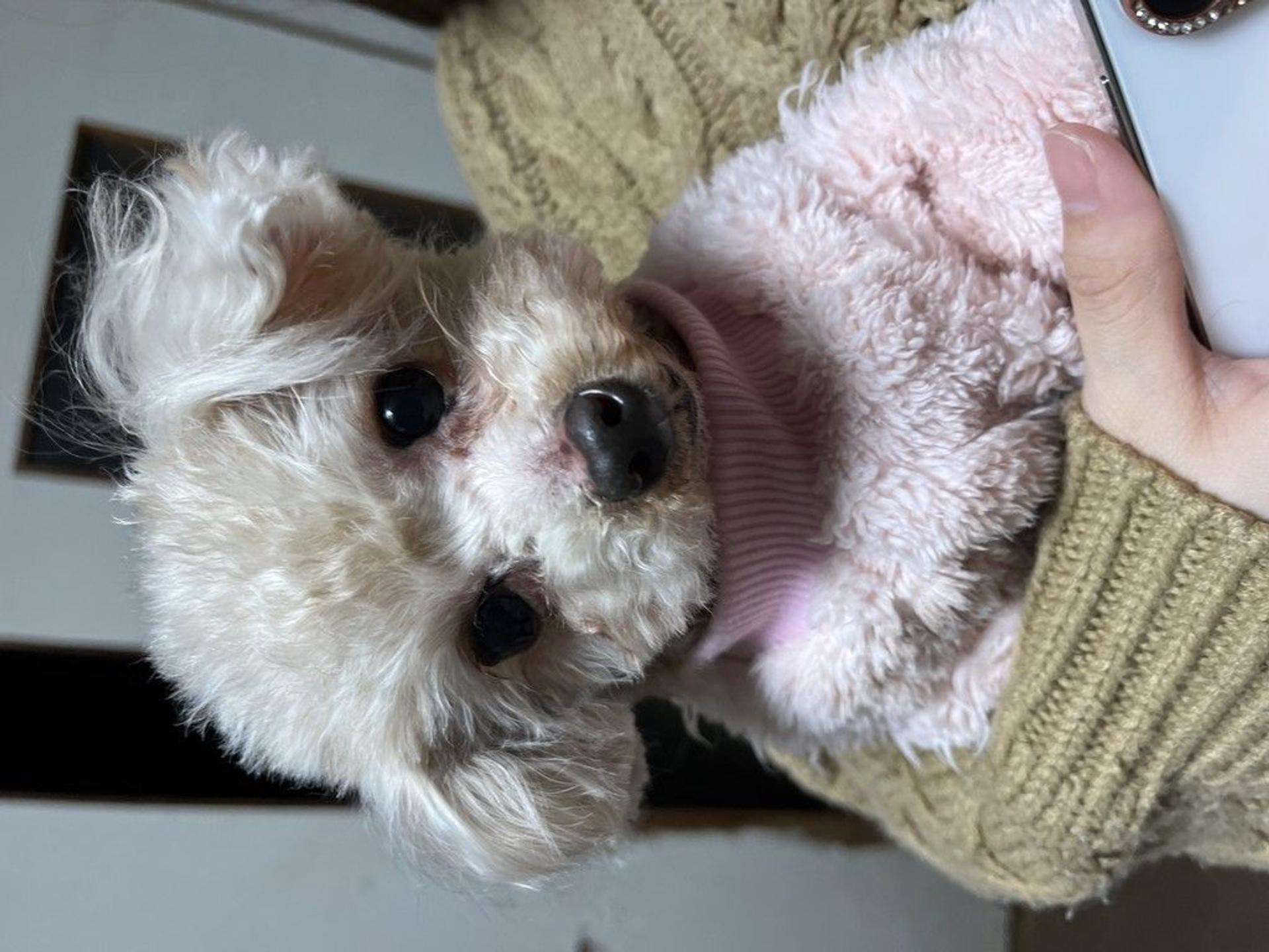 pet-image-10