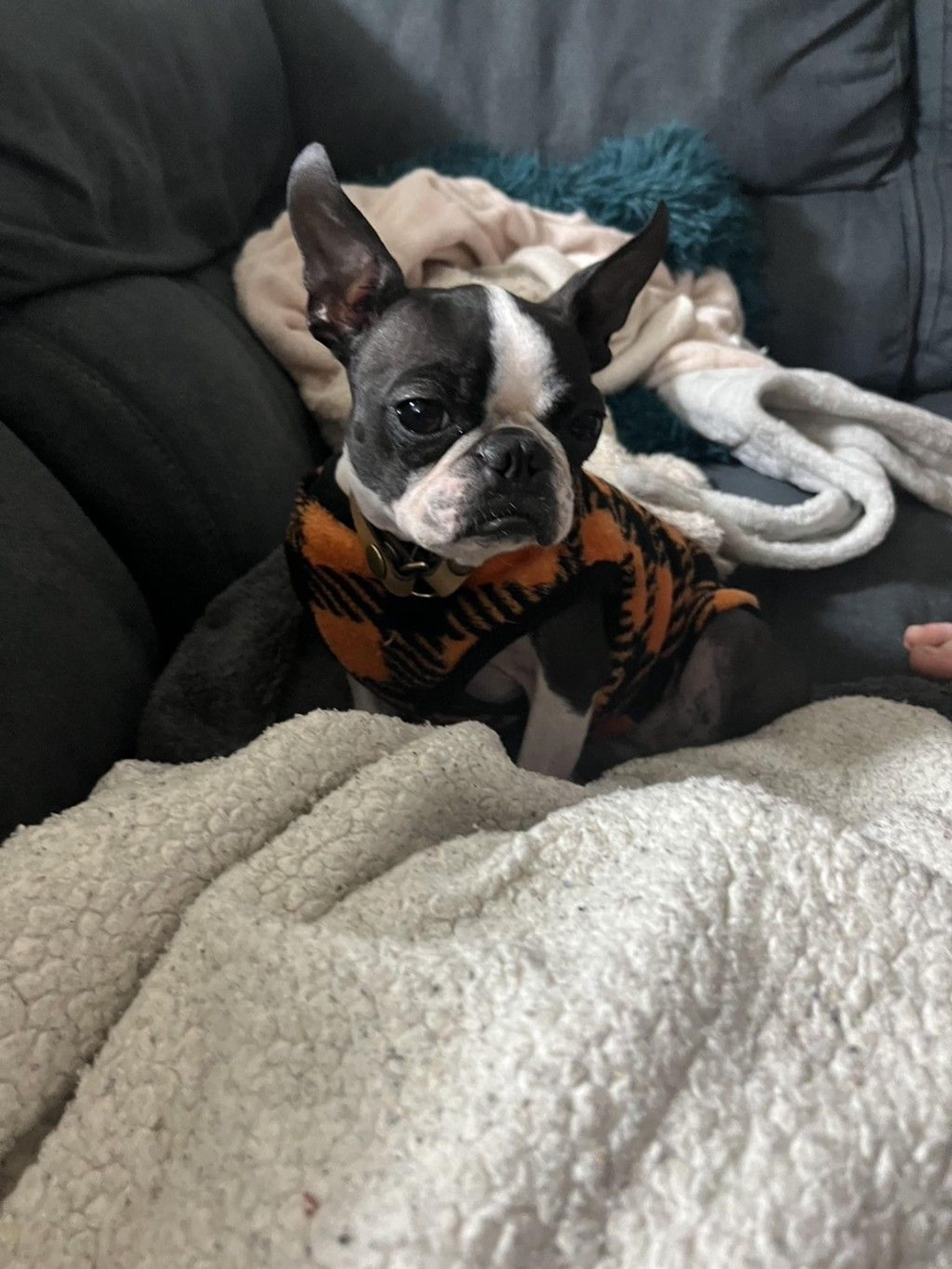 pet-image-9