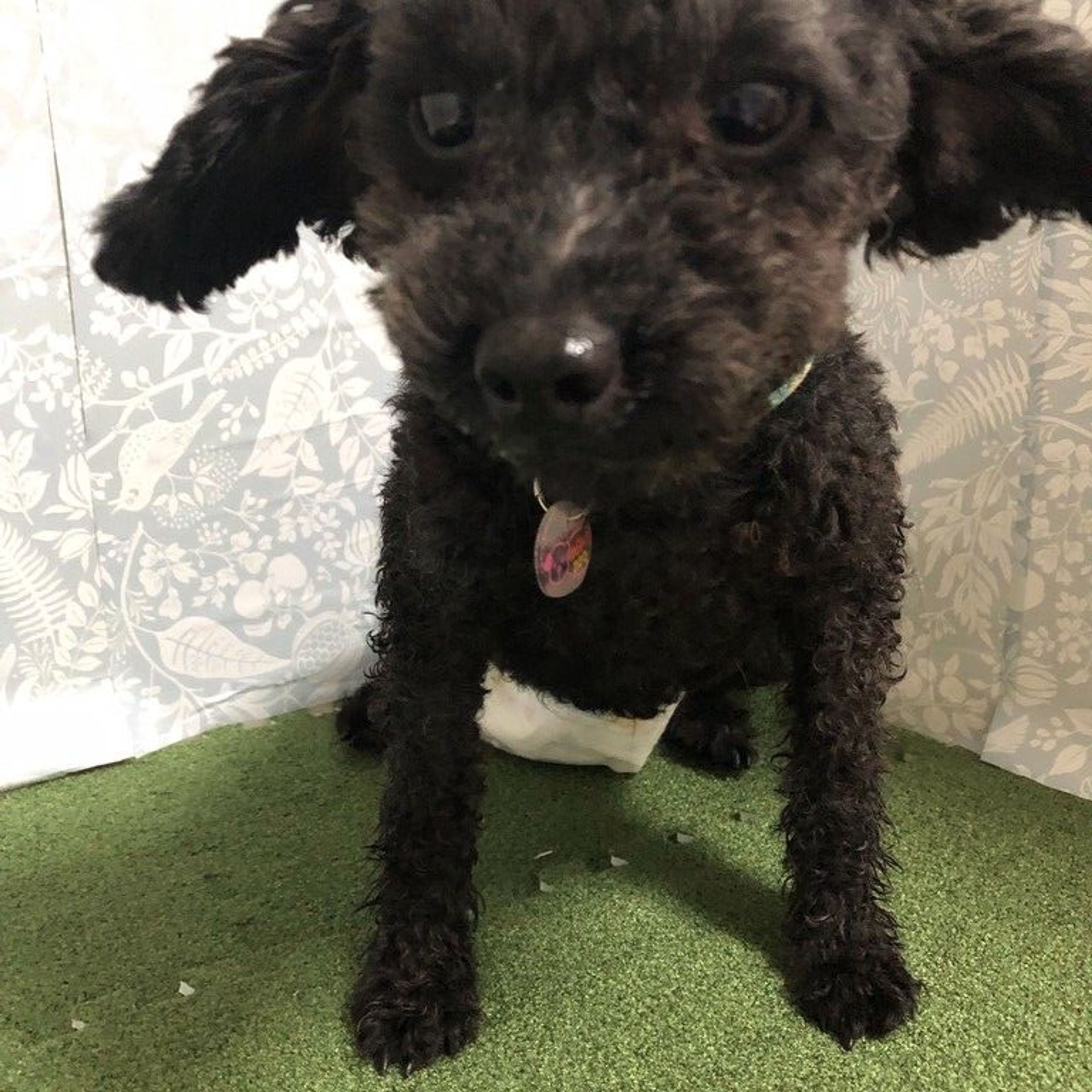 トイプードル・メスの里親募集の写真