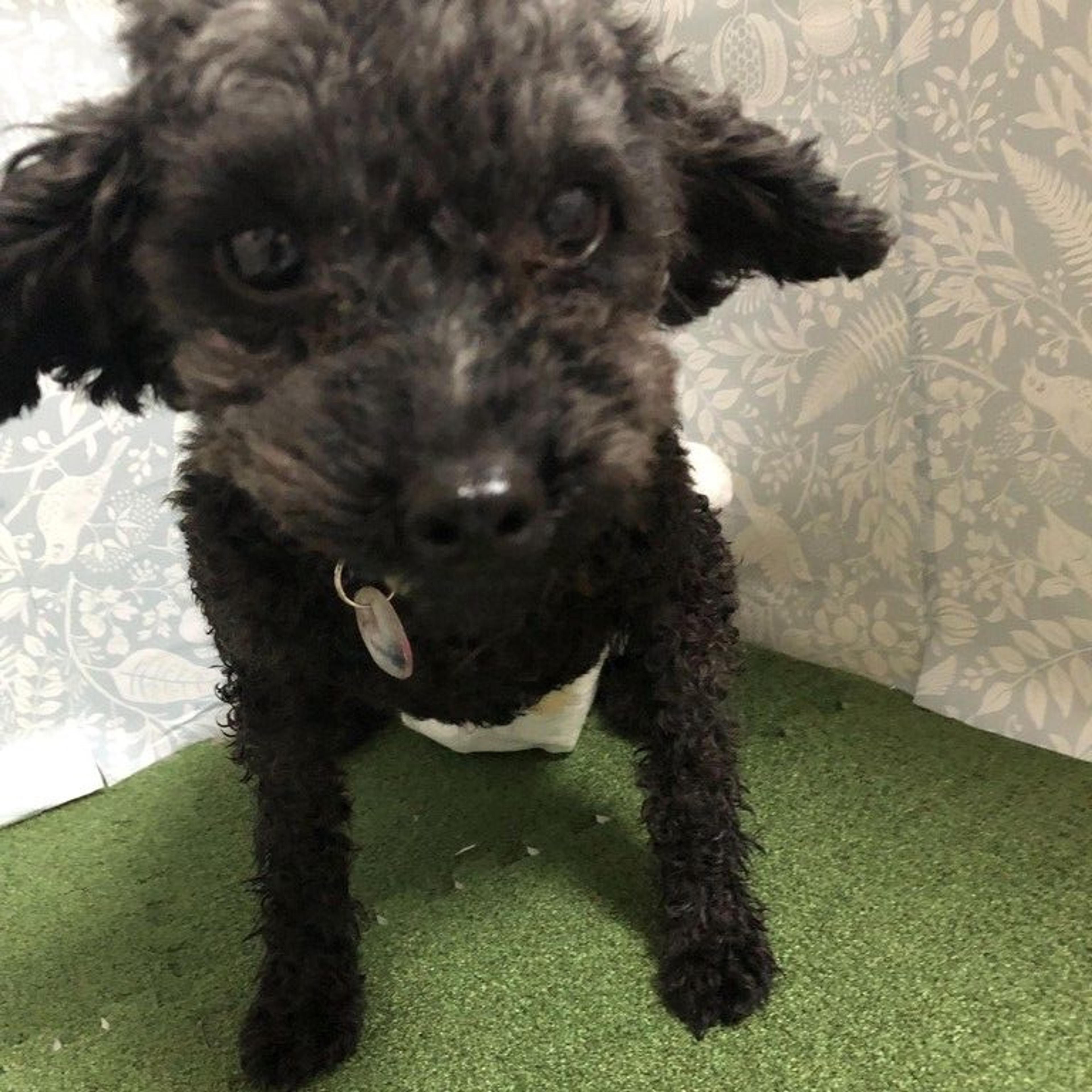 pet-image-2