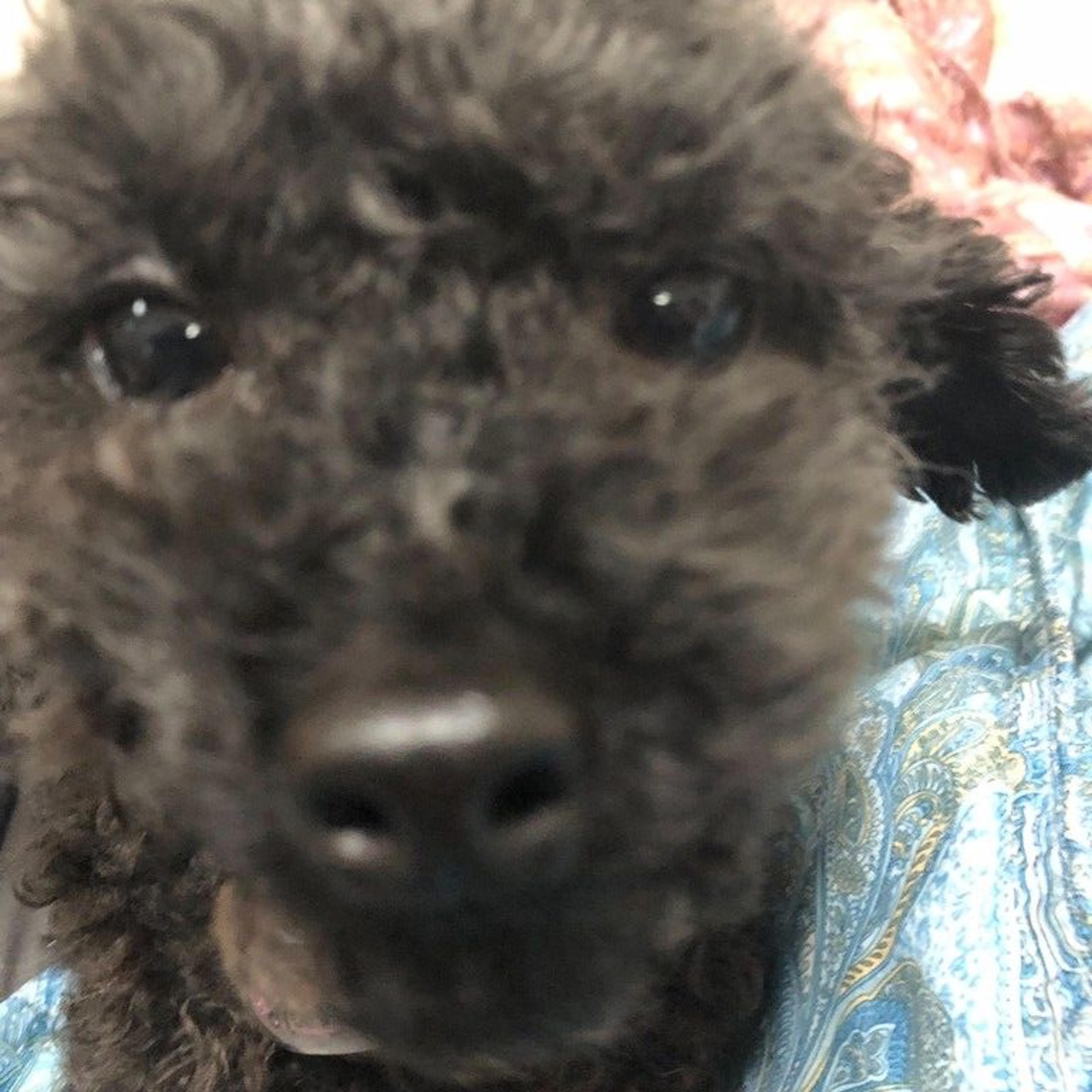 pet-image-3