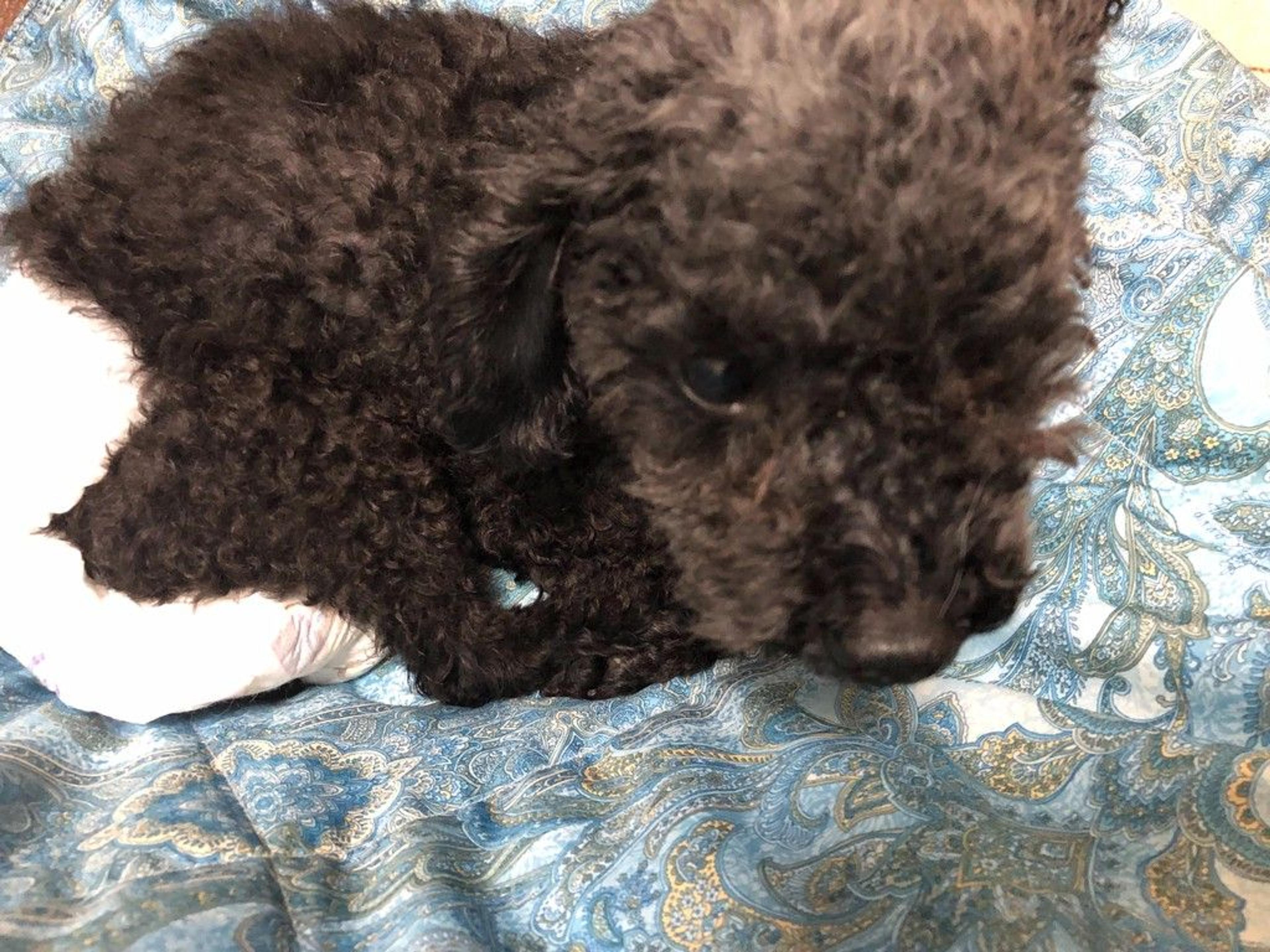 pet-image-4