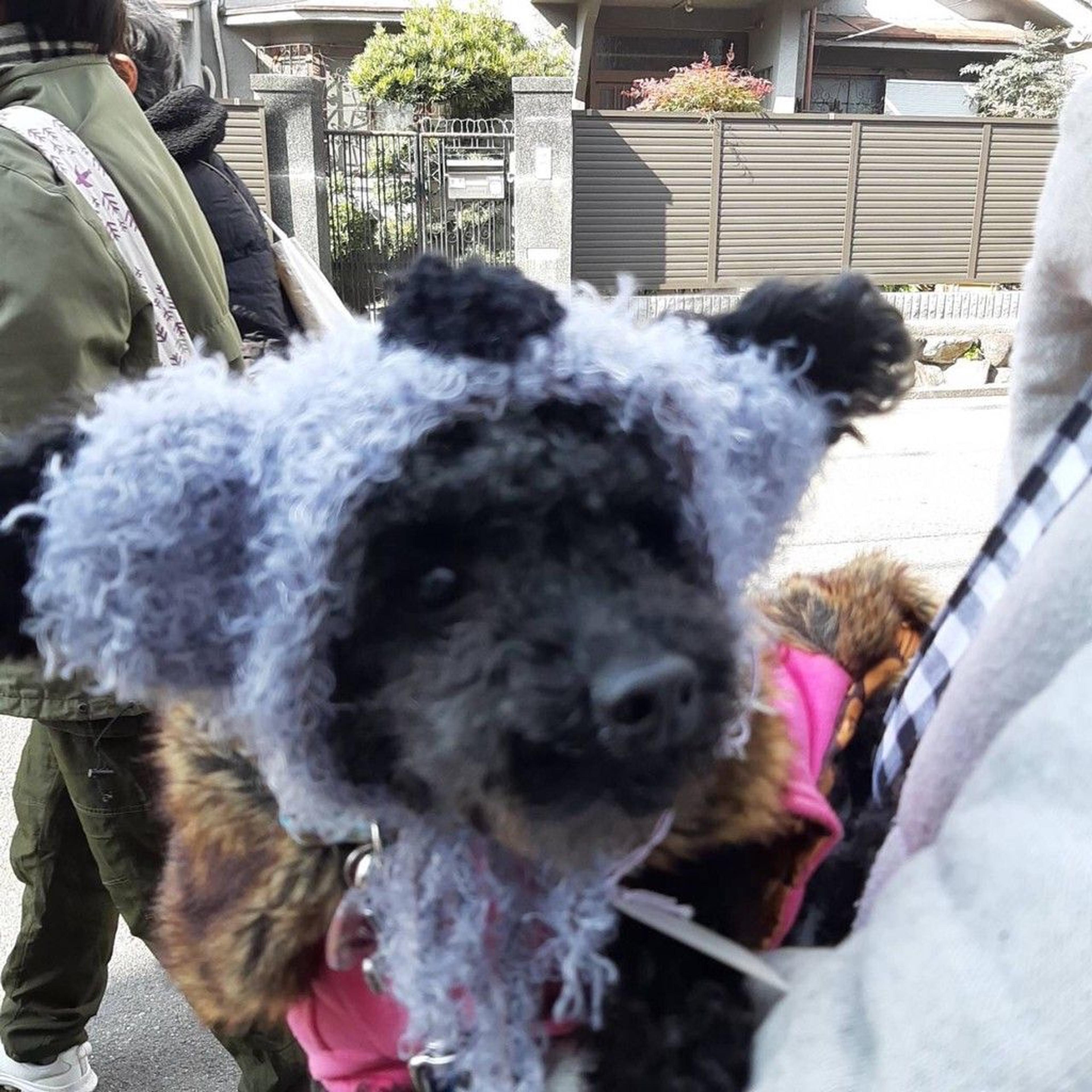 pet-image-5