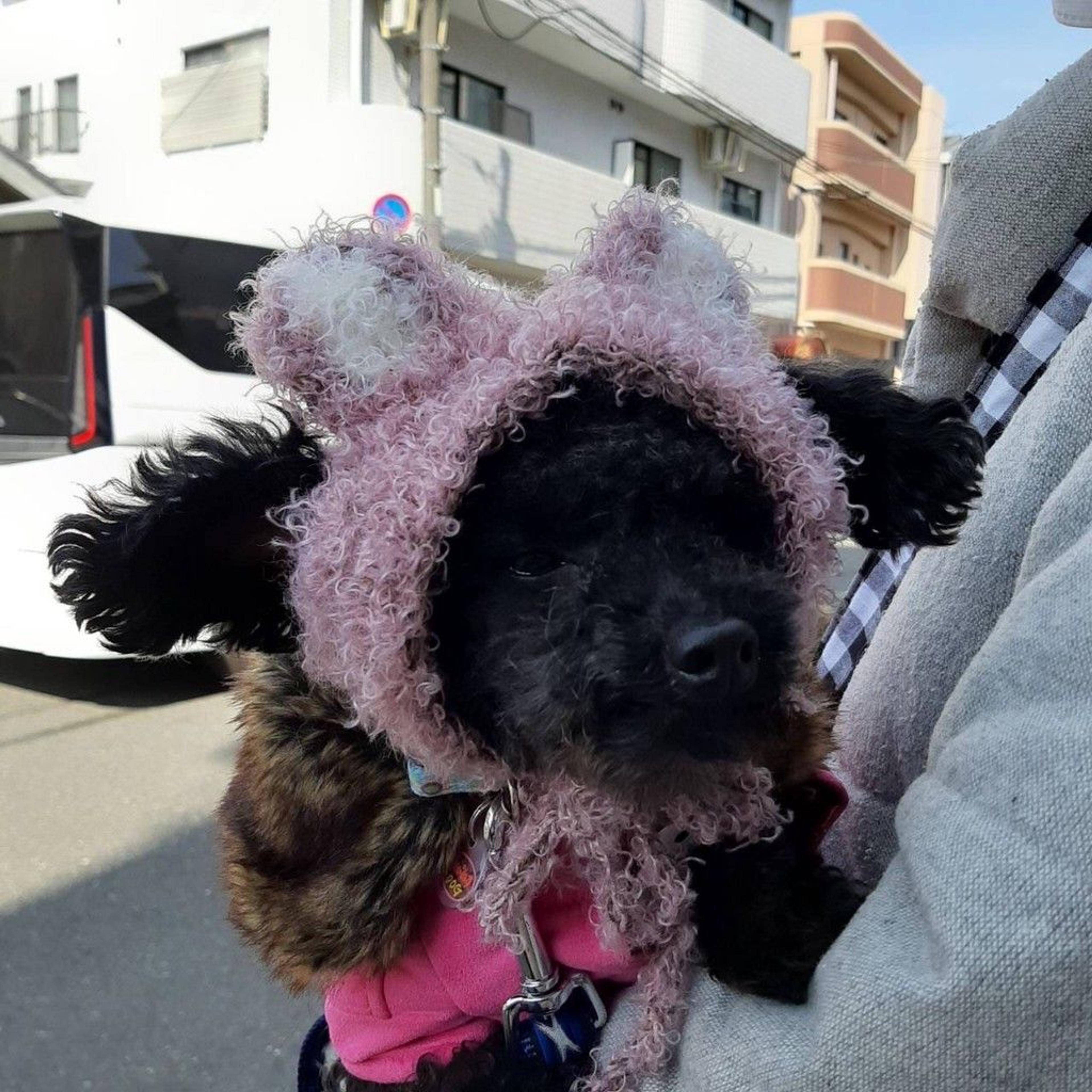 pet-image-6