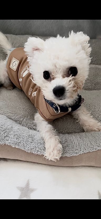 ビション・フリーゼ・オスの里親募集の写真