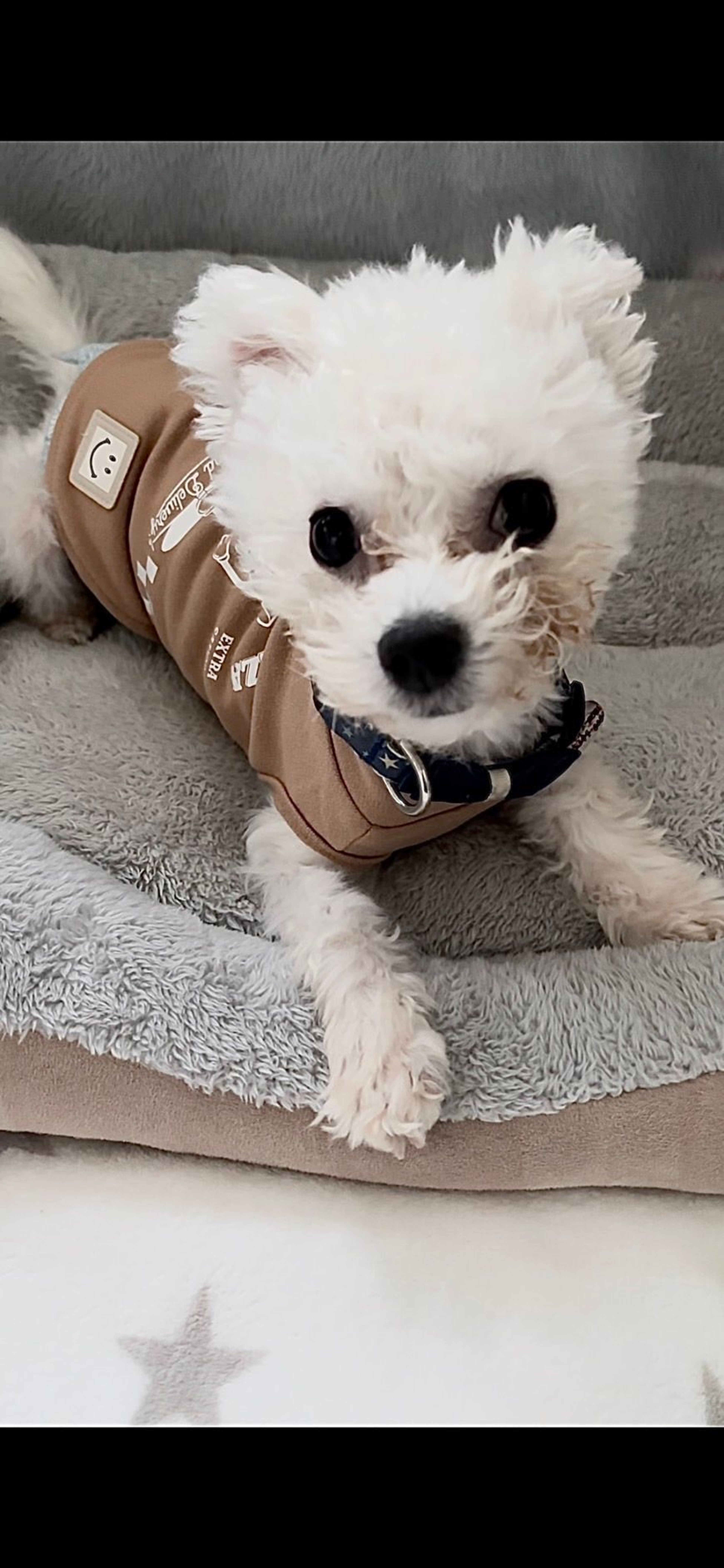 ビション・フリーゼ・オスの里親募集の写真