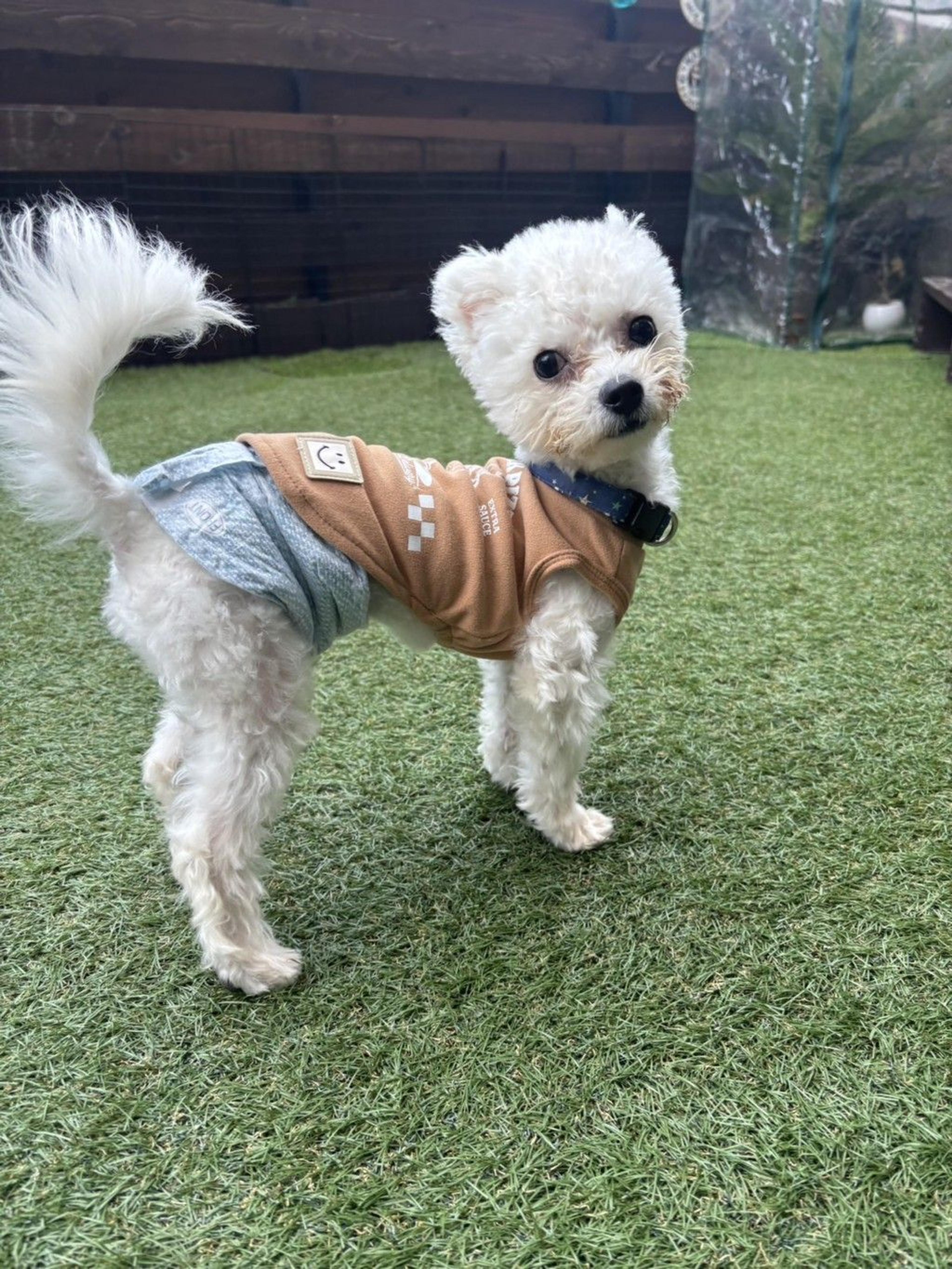 pet-image-2