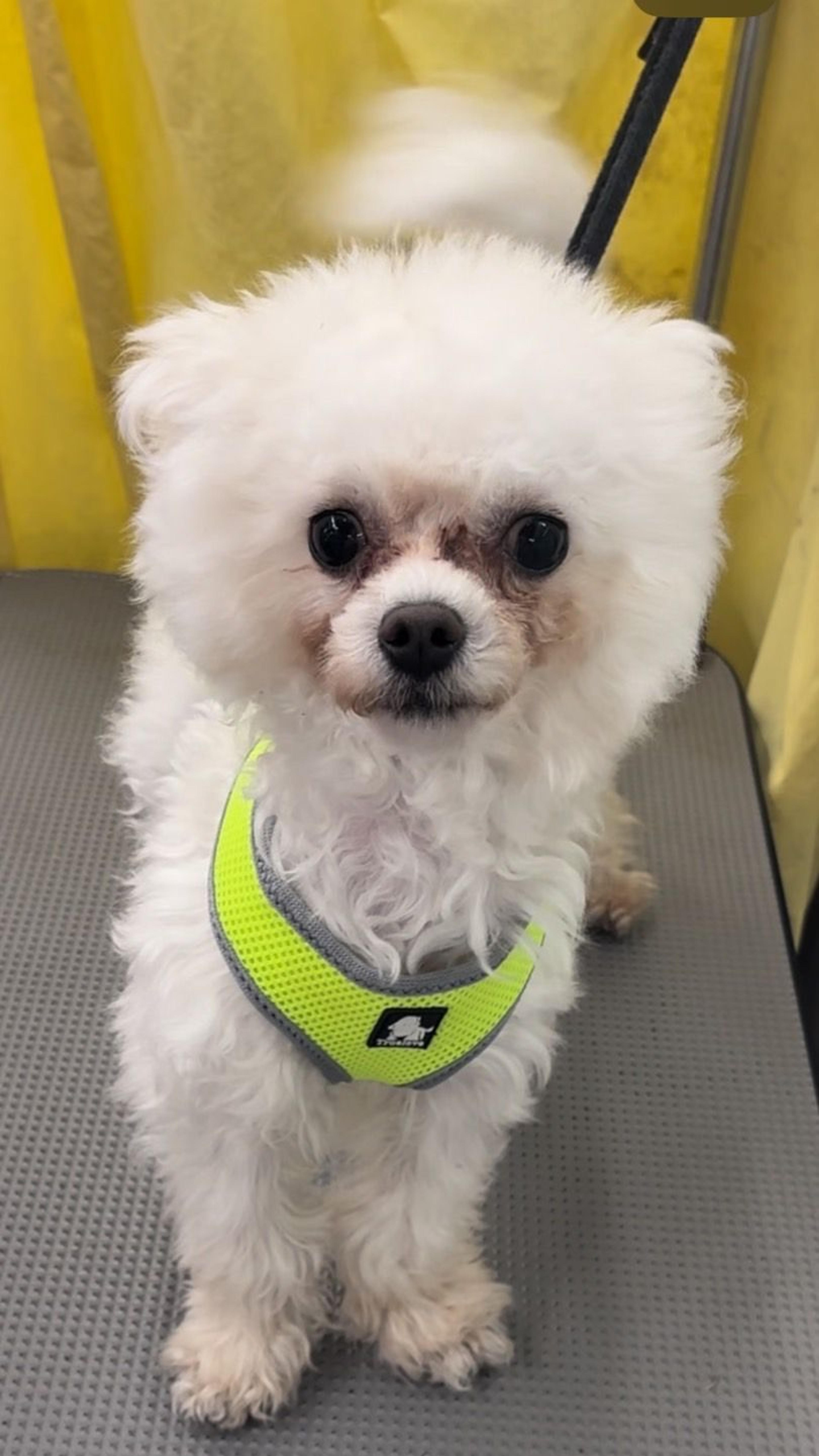 pet-image-3