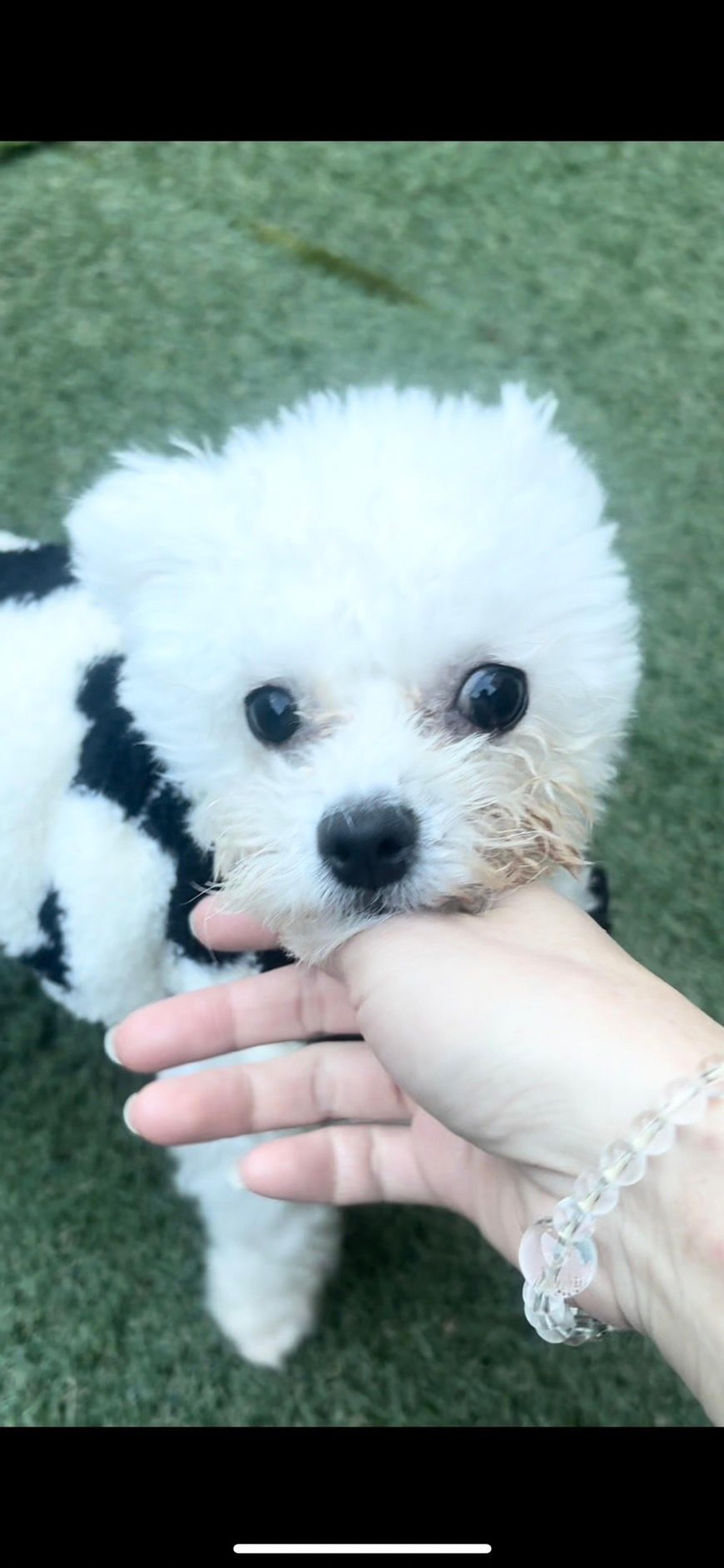 pet-image-5