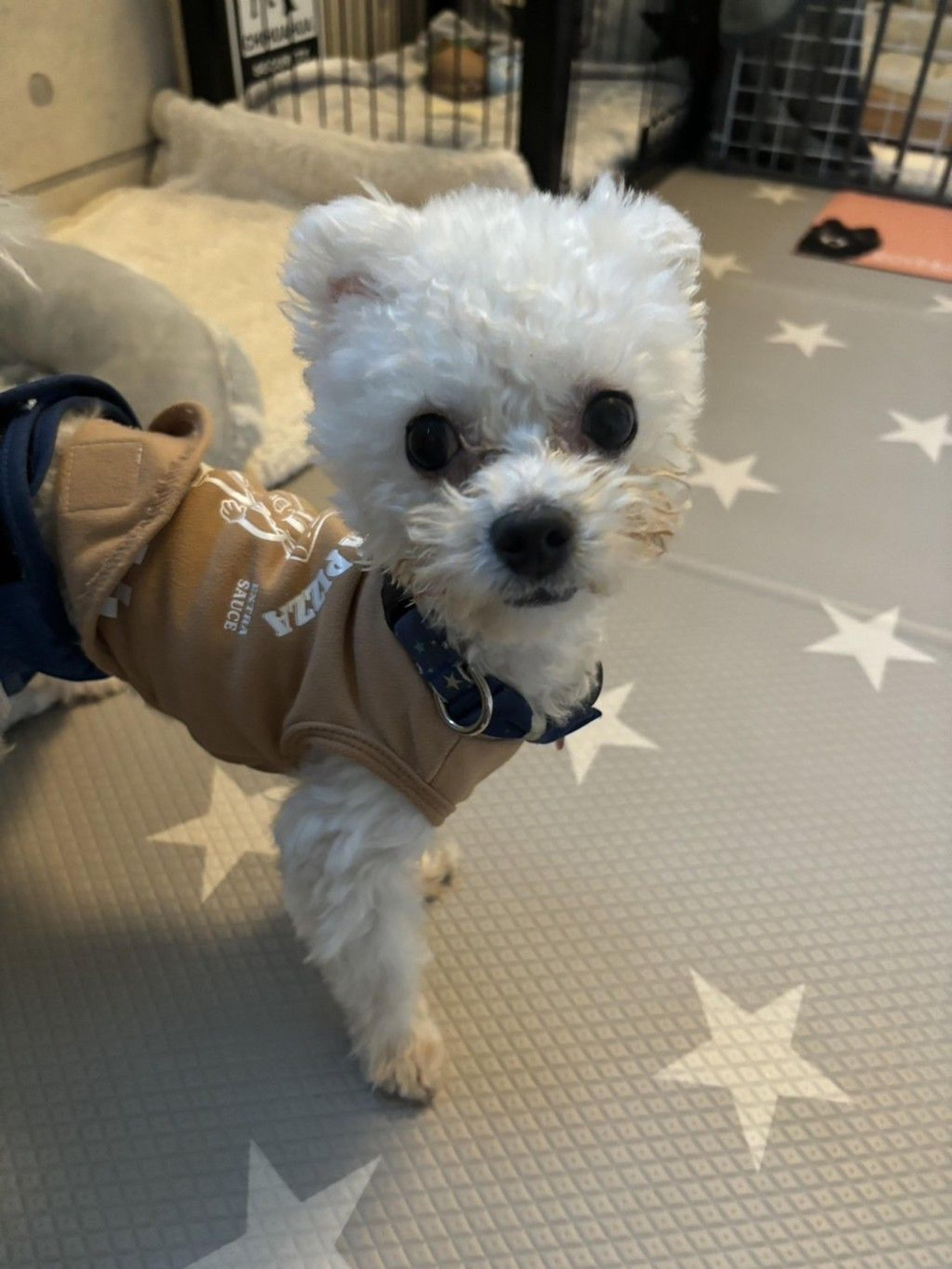 pet-image-6