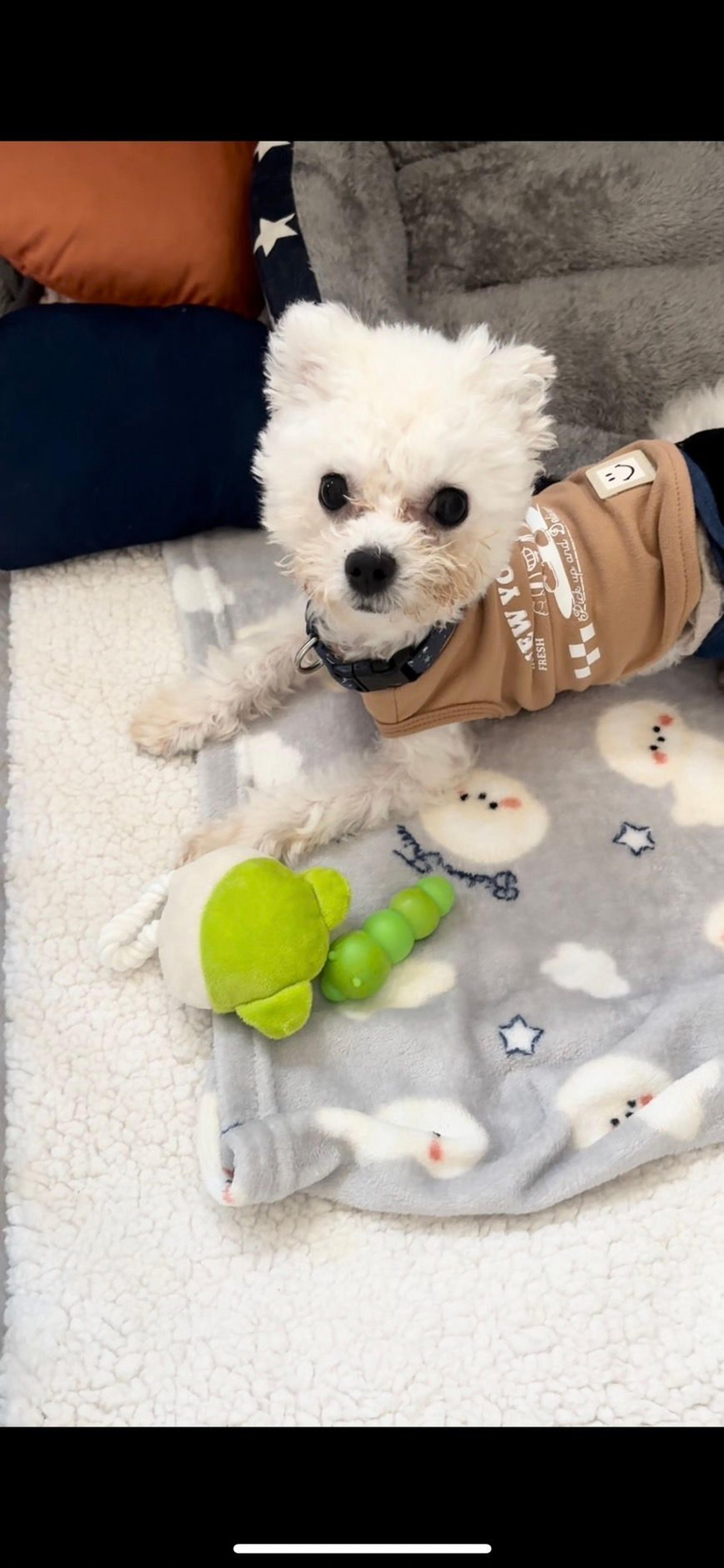pet-image-7
