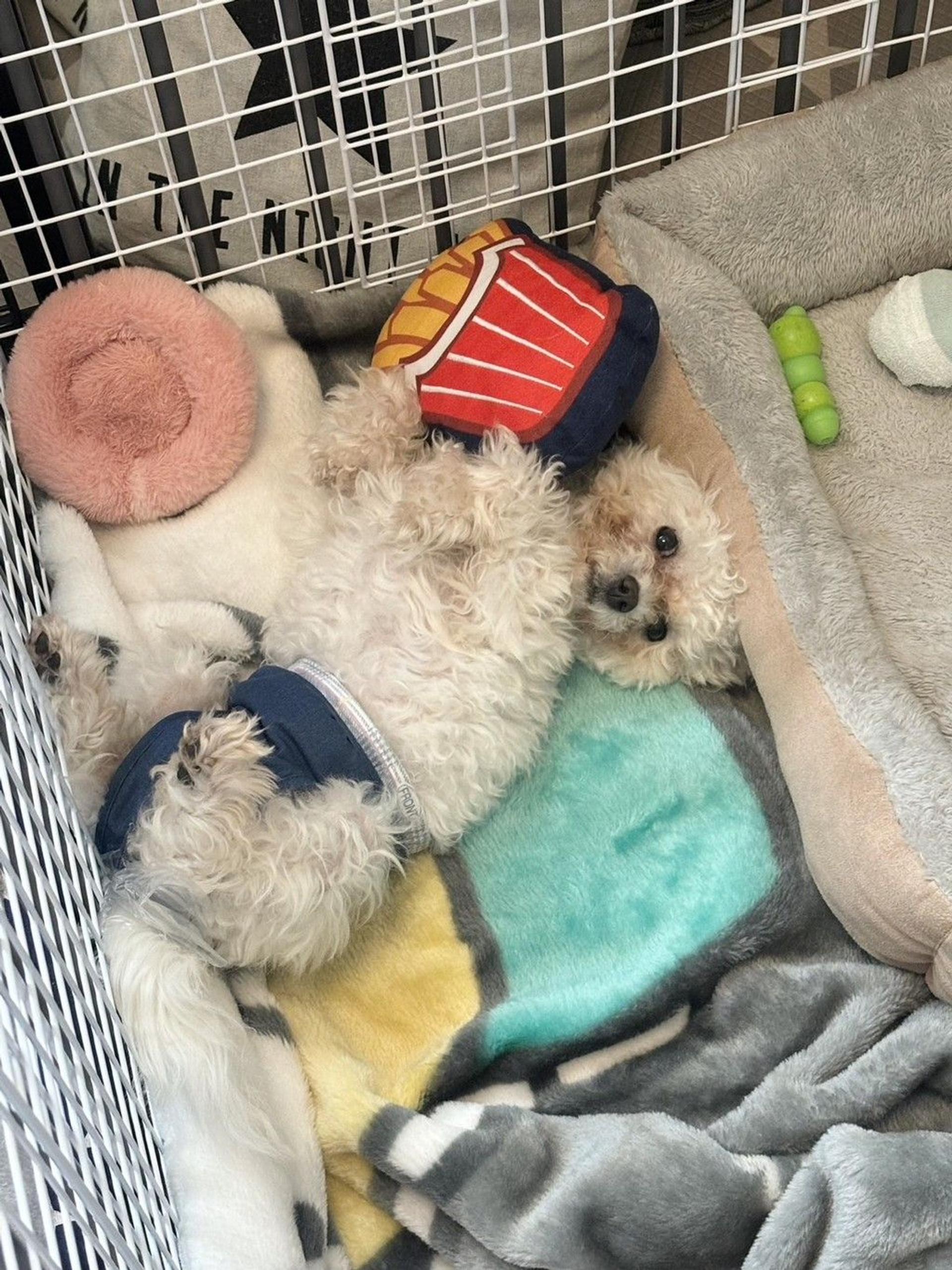 pet-image-8