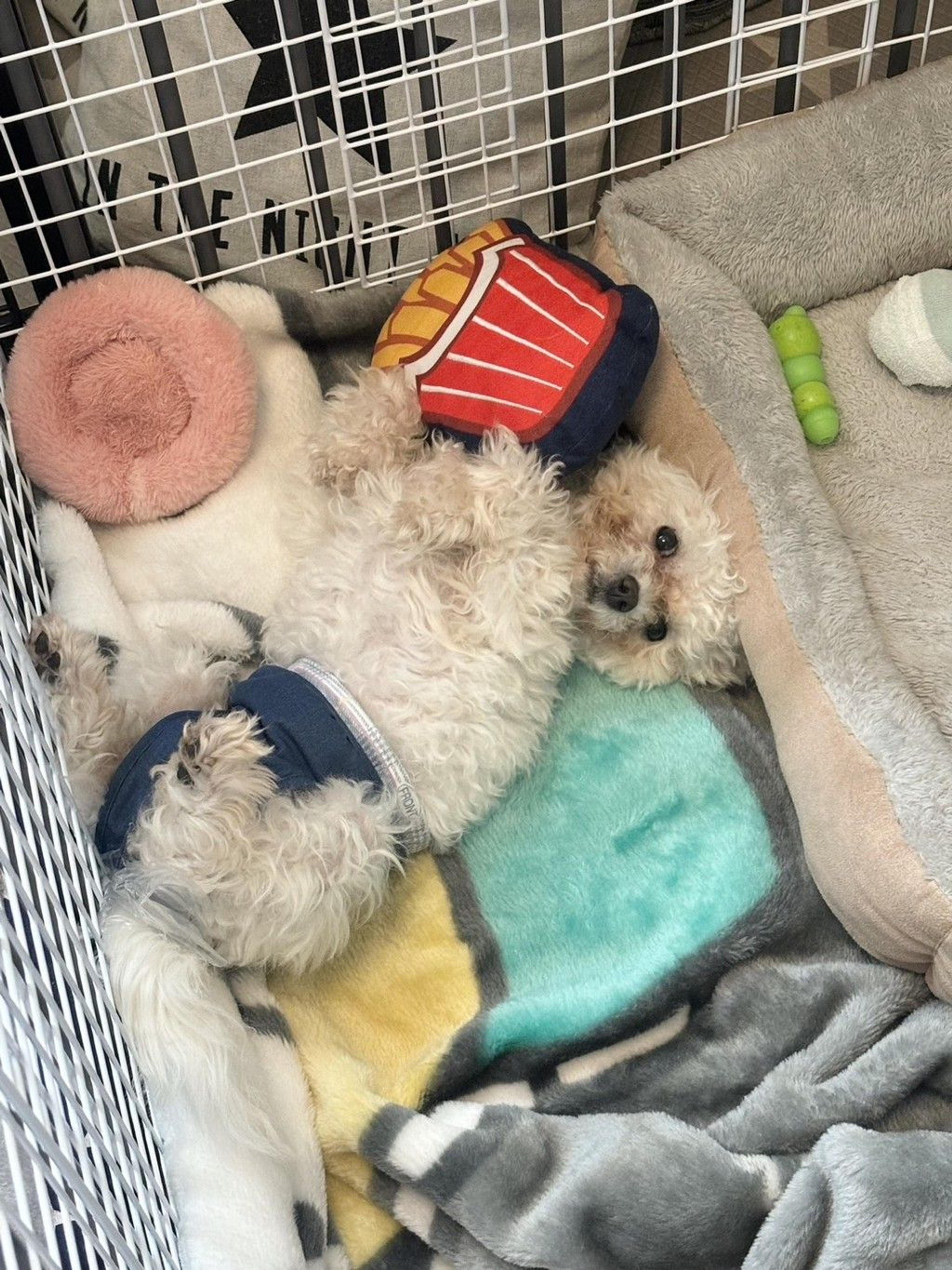 pet-image-8