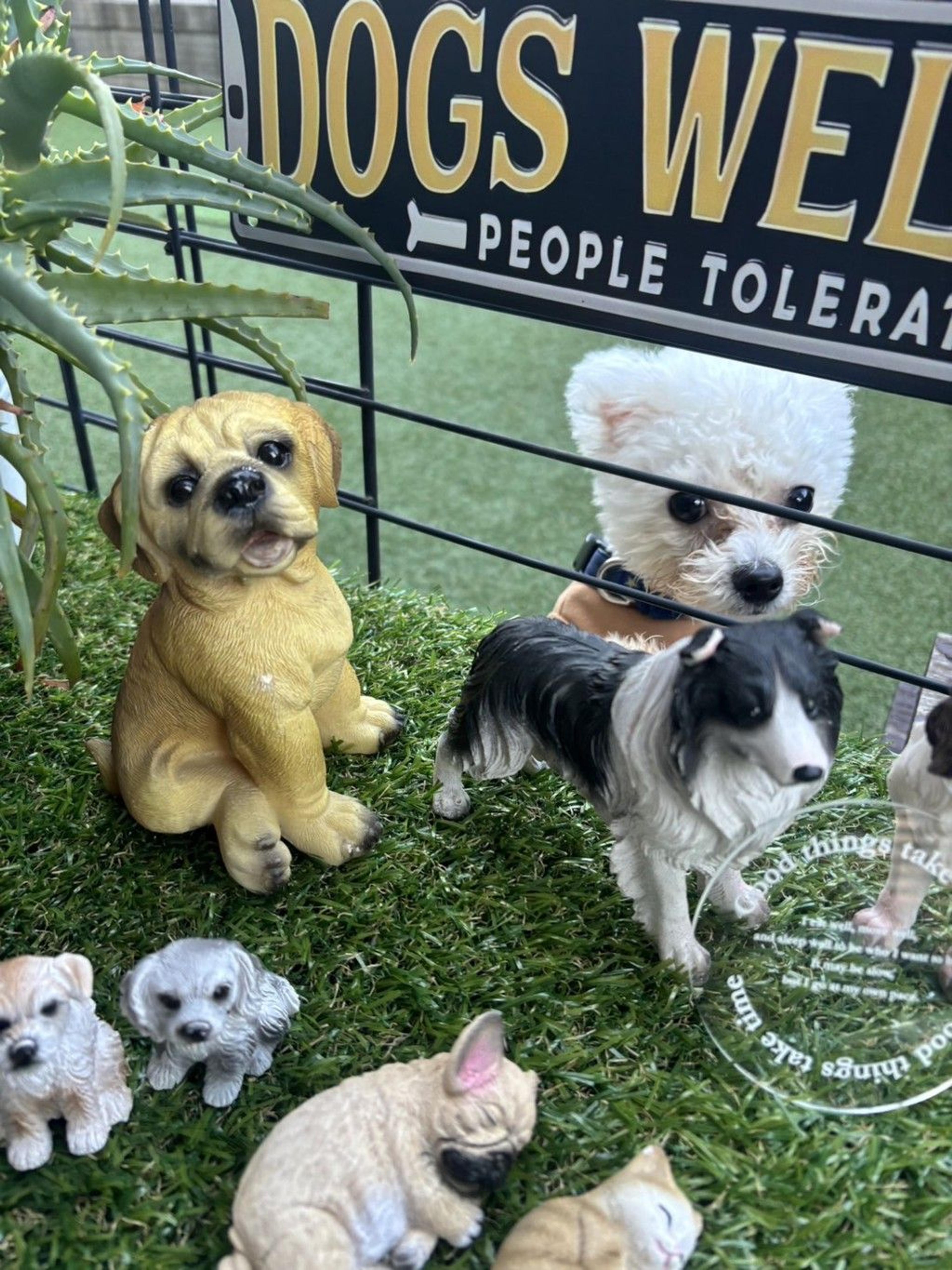 pet-image-9