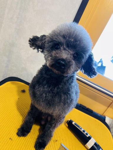 トイプードル・メスの里親募集の写真