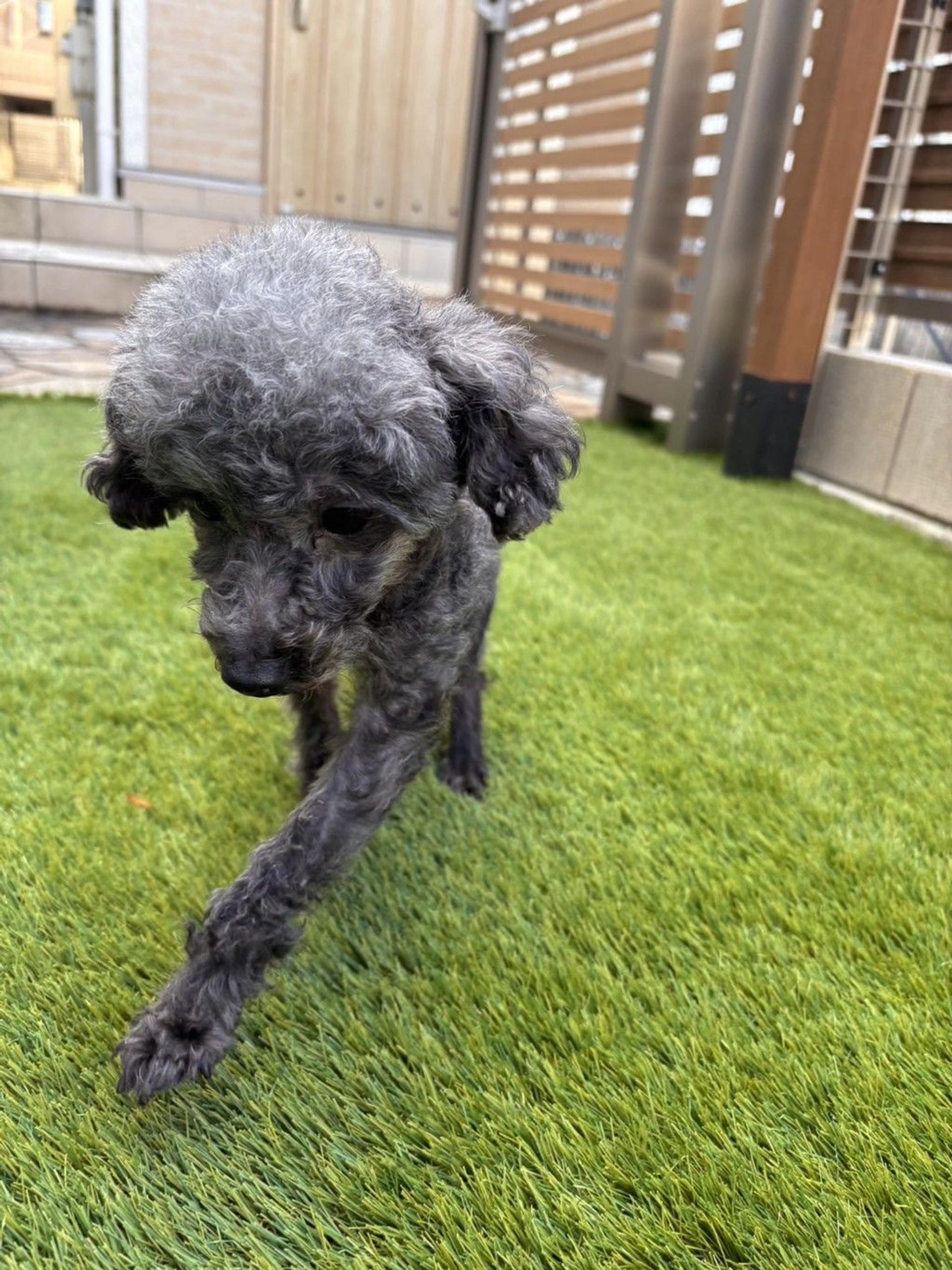 pet-image-5