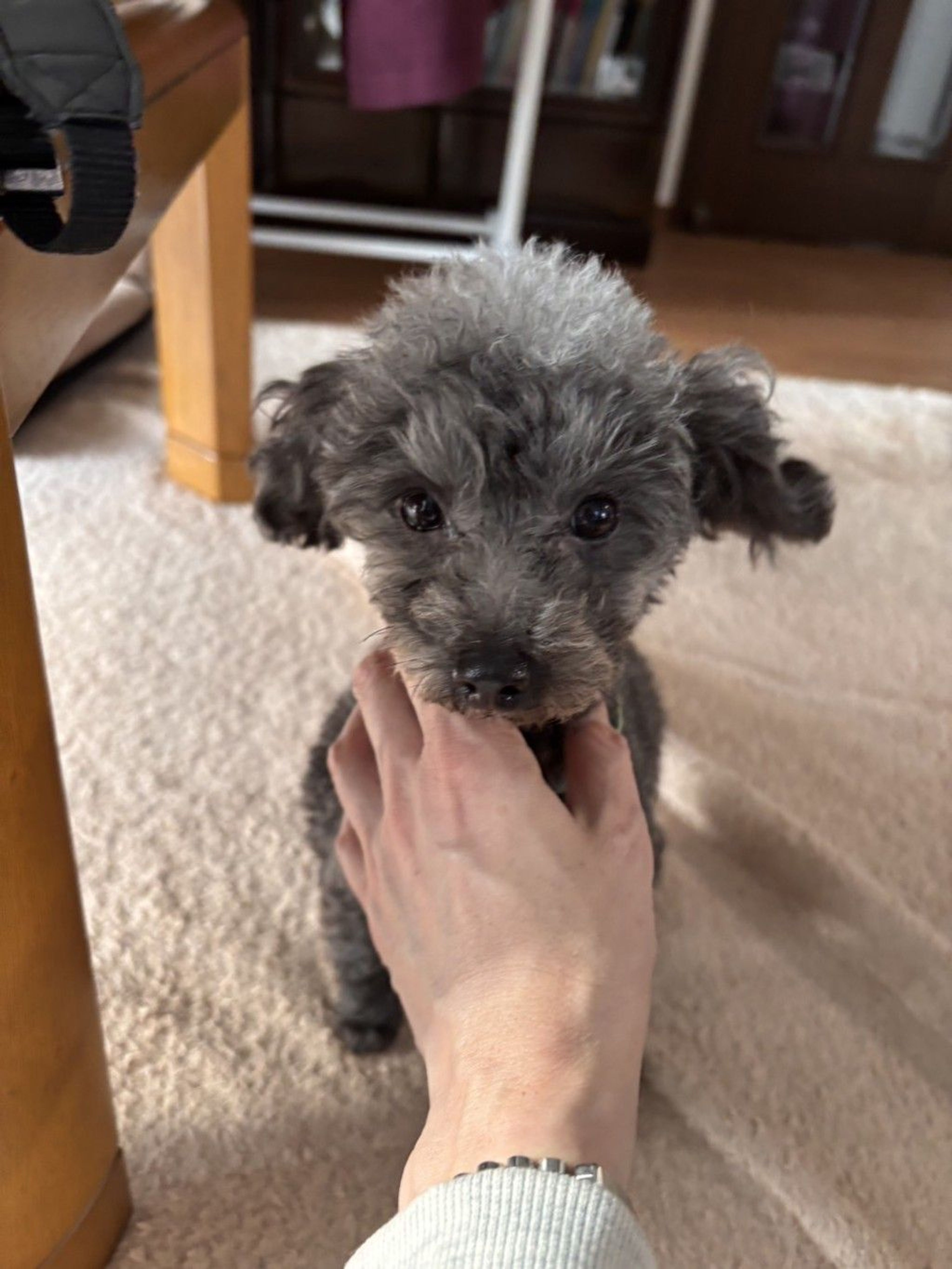 pet-image-7