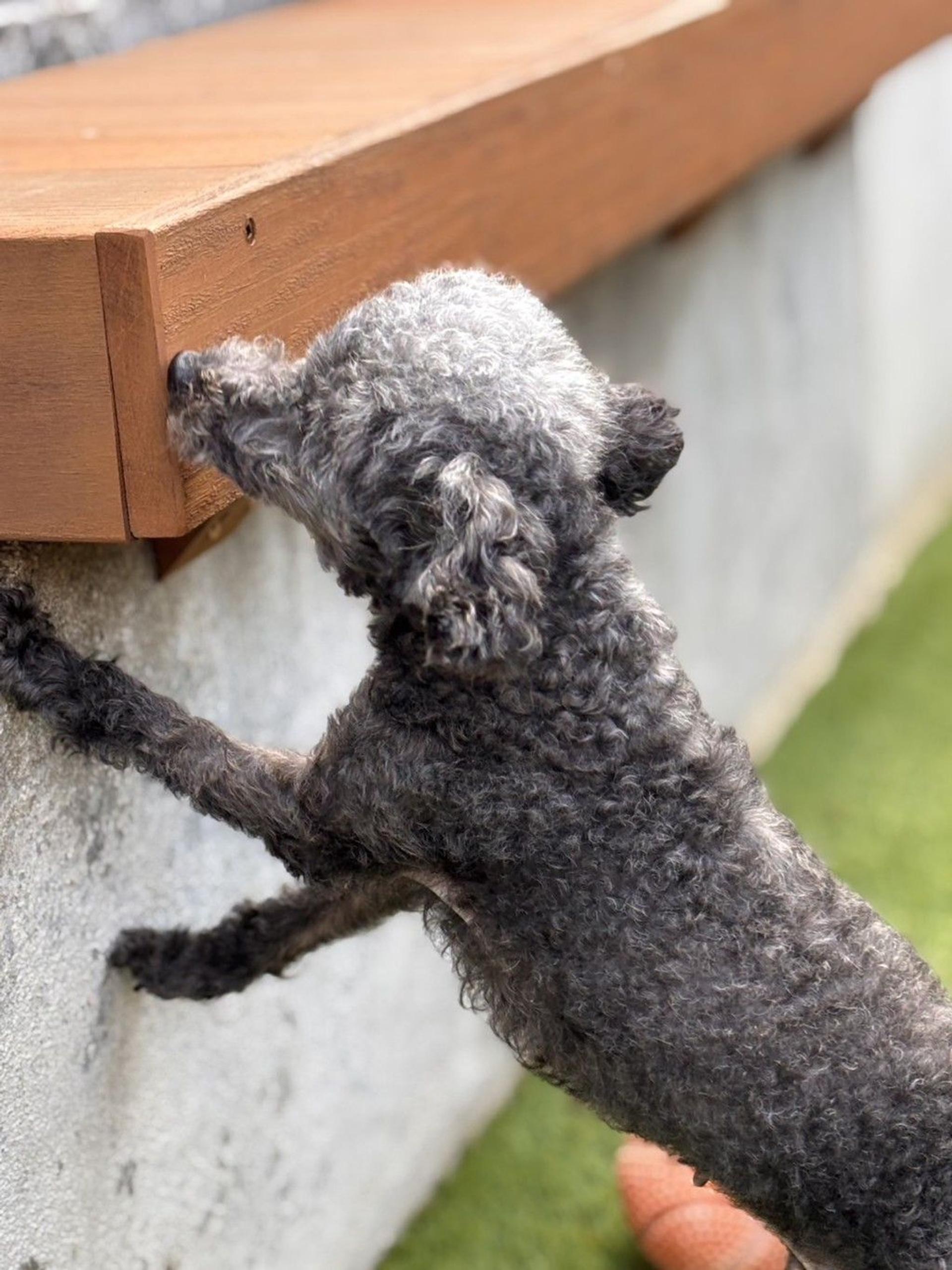 pet-image-9