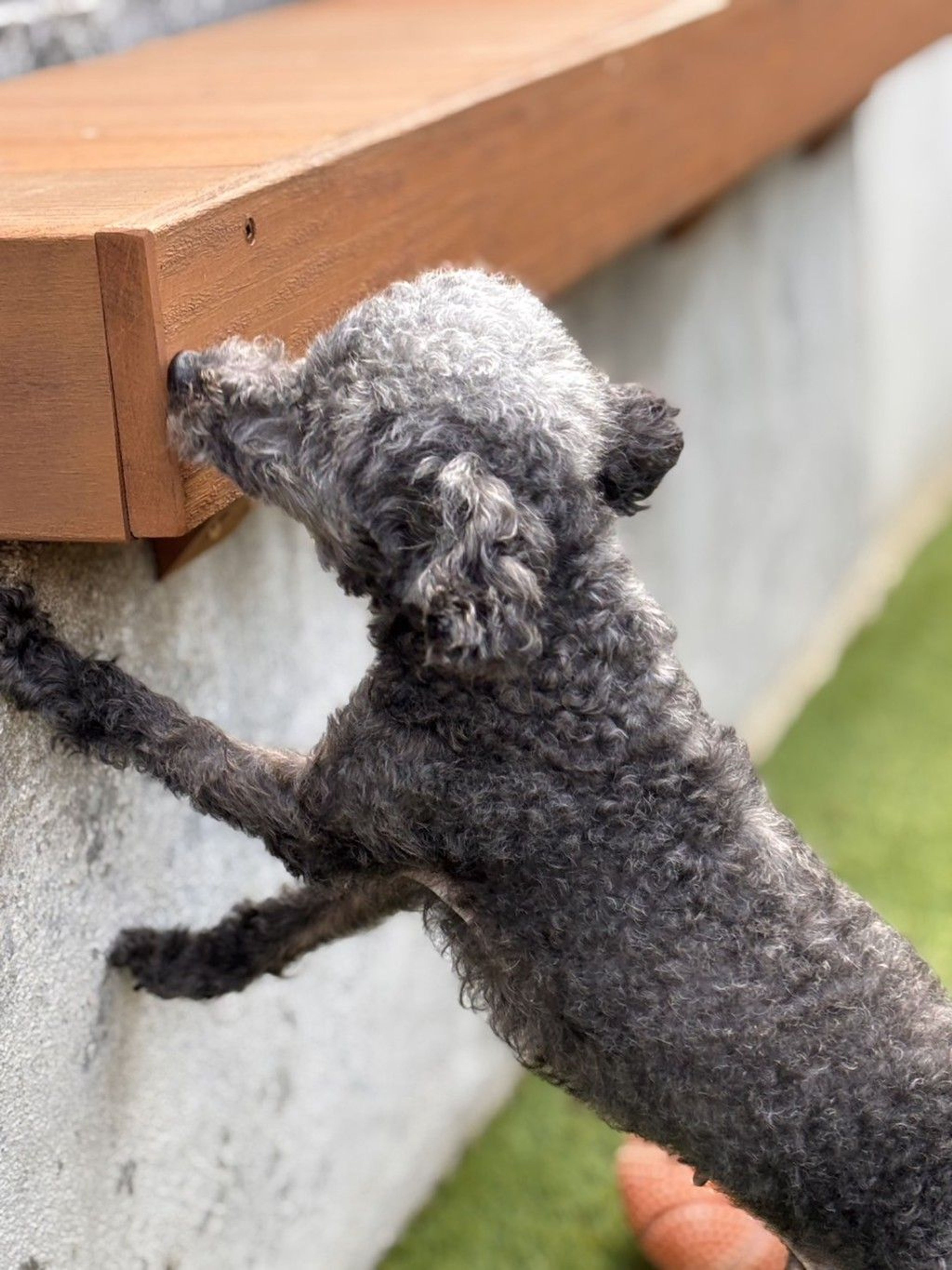 pet-image-9