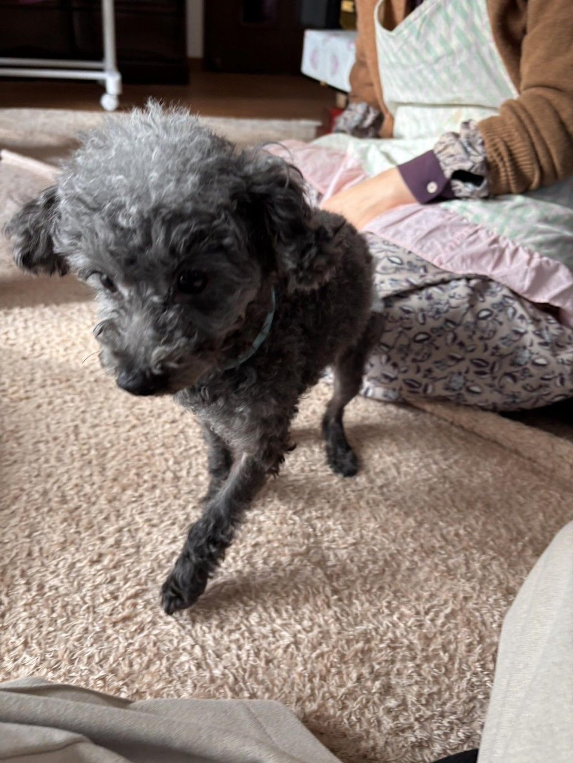 pet-image-10