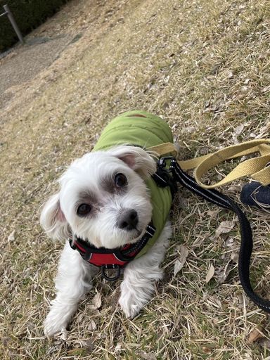 マルチーズ・オスの里親募集の写真