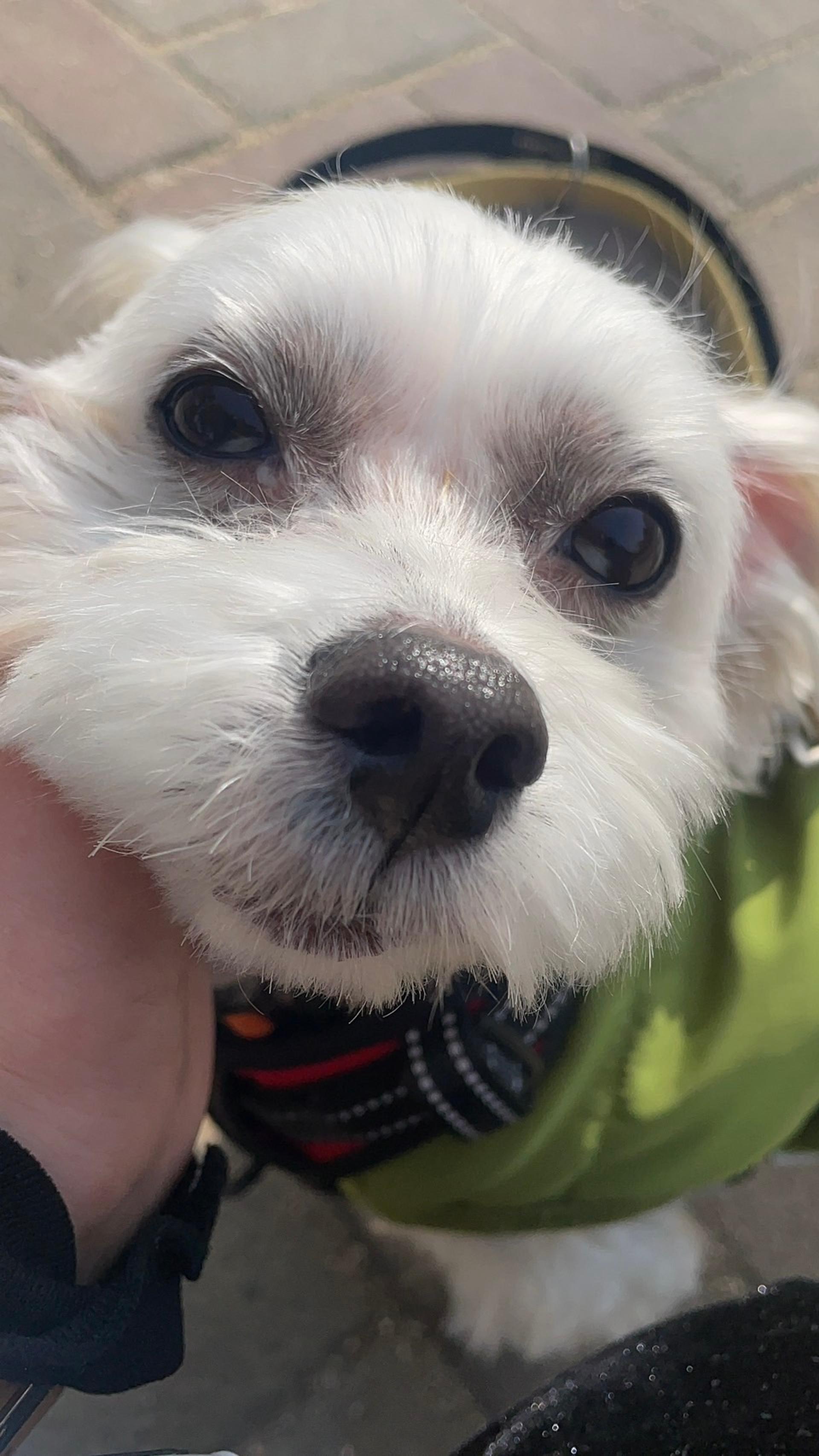 pet-image-2