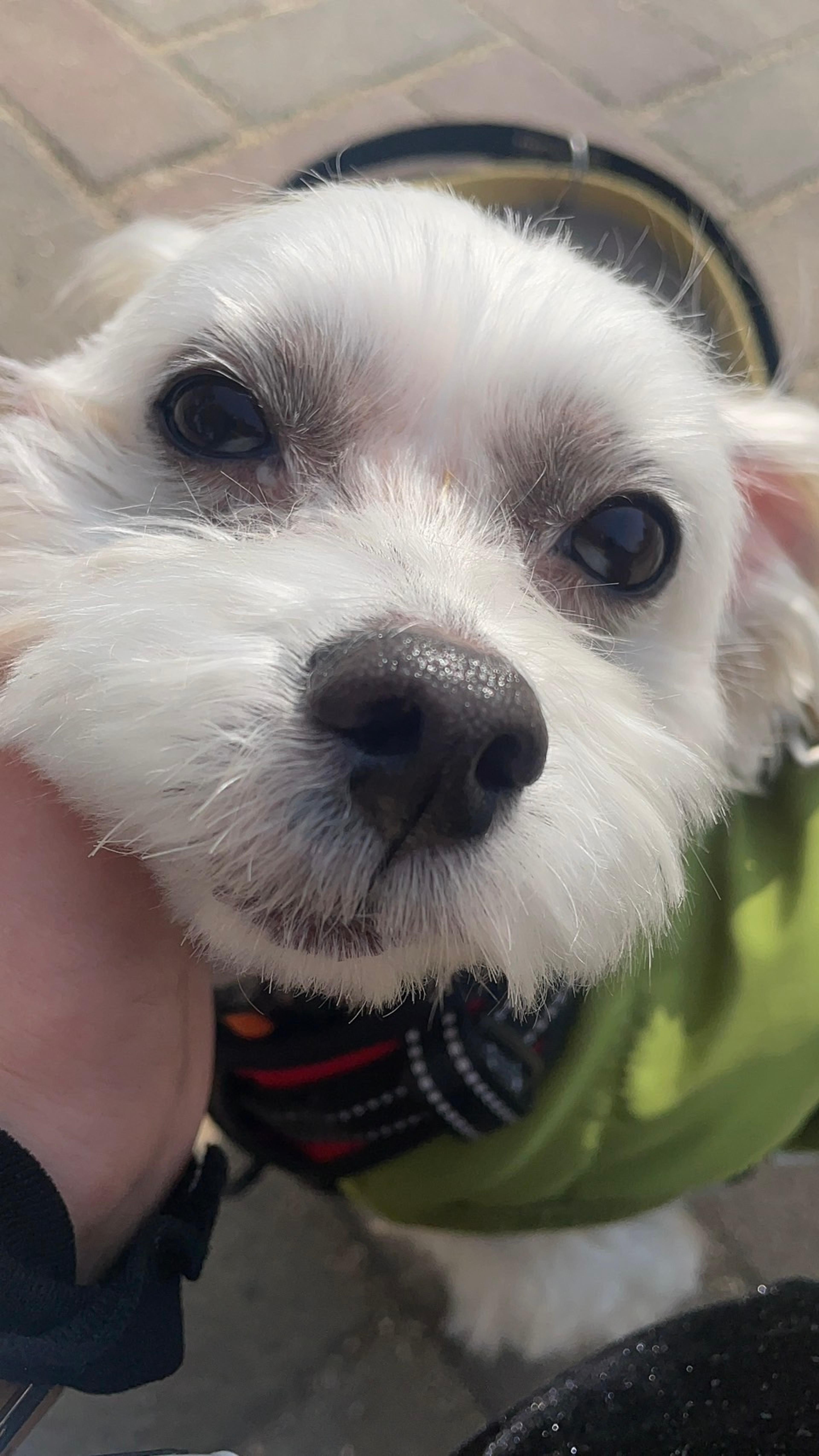 pet-image-2